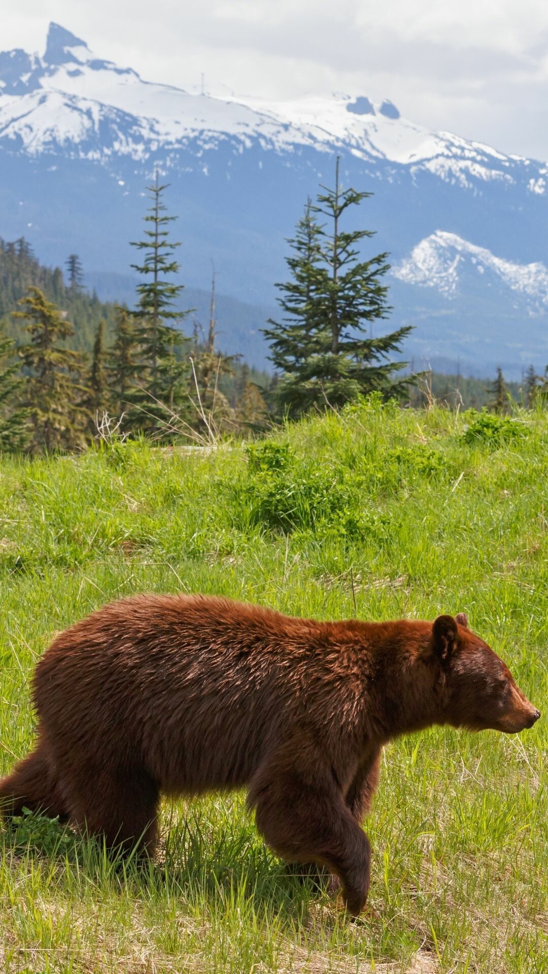 Bear, Mobile wallpaper, Animal lover's delight, Cuddly companion, 1080x1920 Full HD Phone