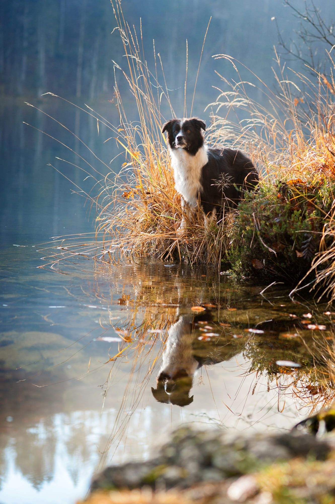 Smartest sheepdog, Lovable Collie, Majestic herding skills, Devoted friend, 1340x2000 HD Phone