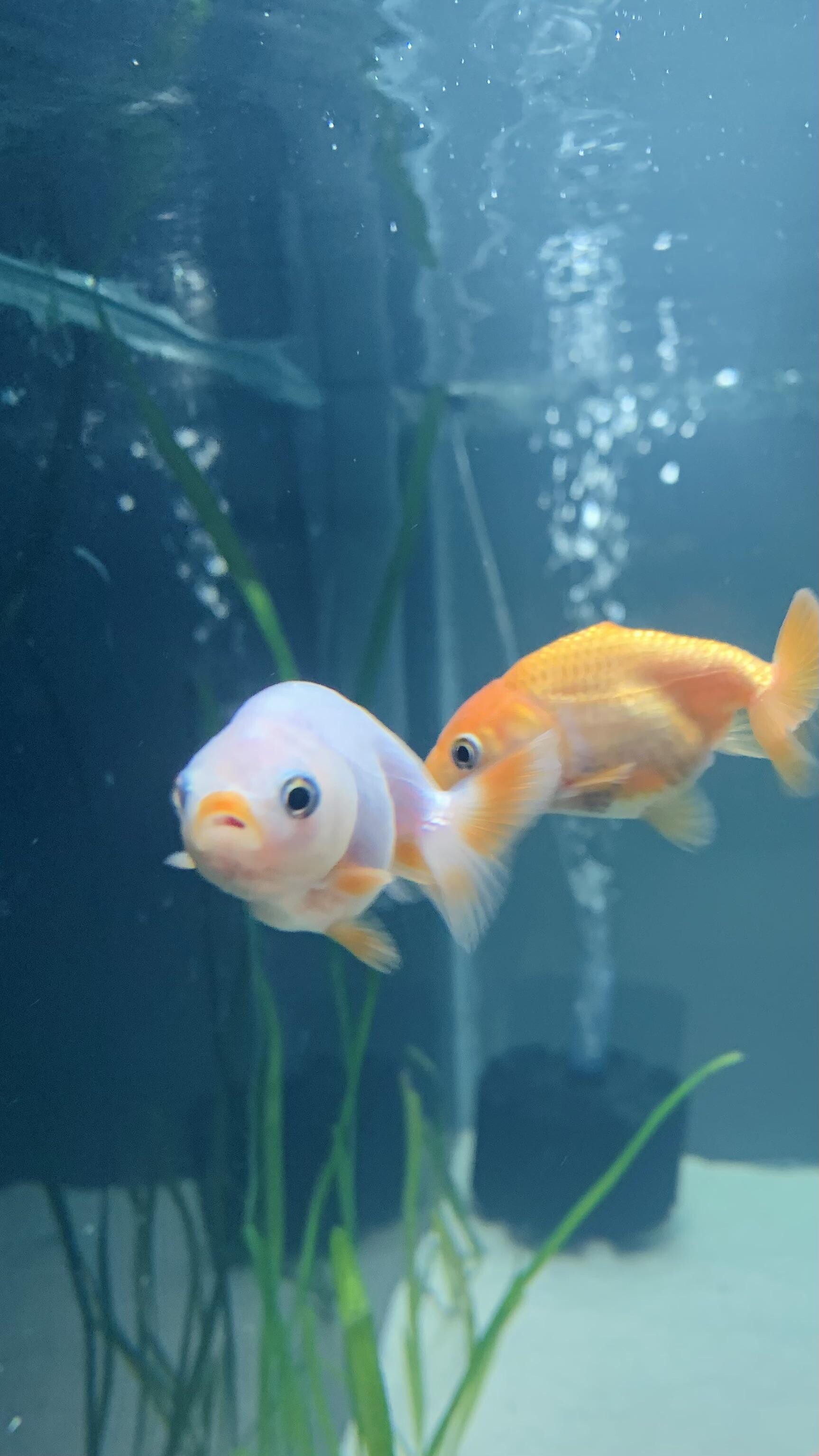 Gold Fish, Ranchu variety, Lionhead ranchu, Majestic goldfish, 1730x3070 HD Phone