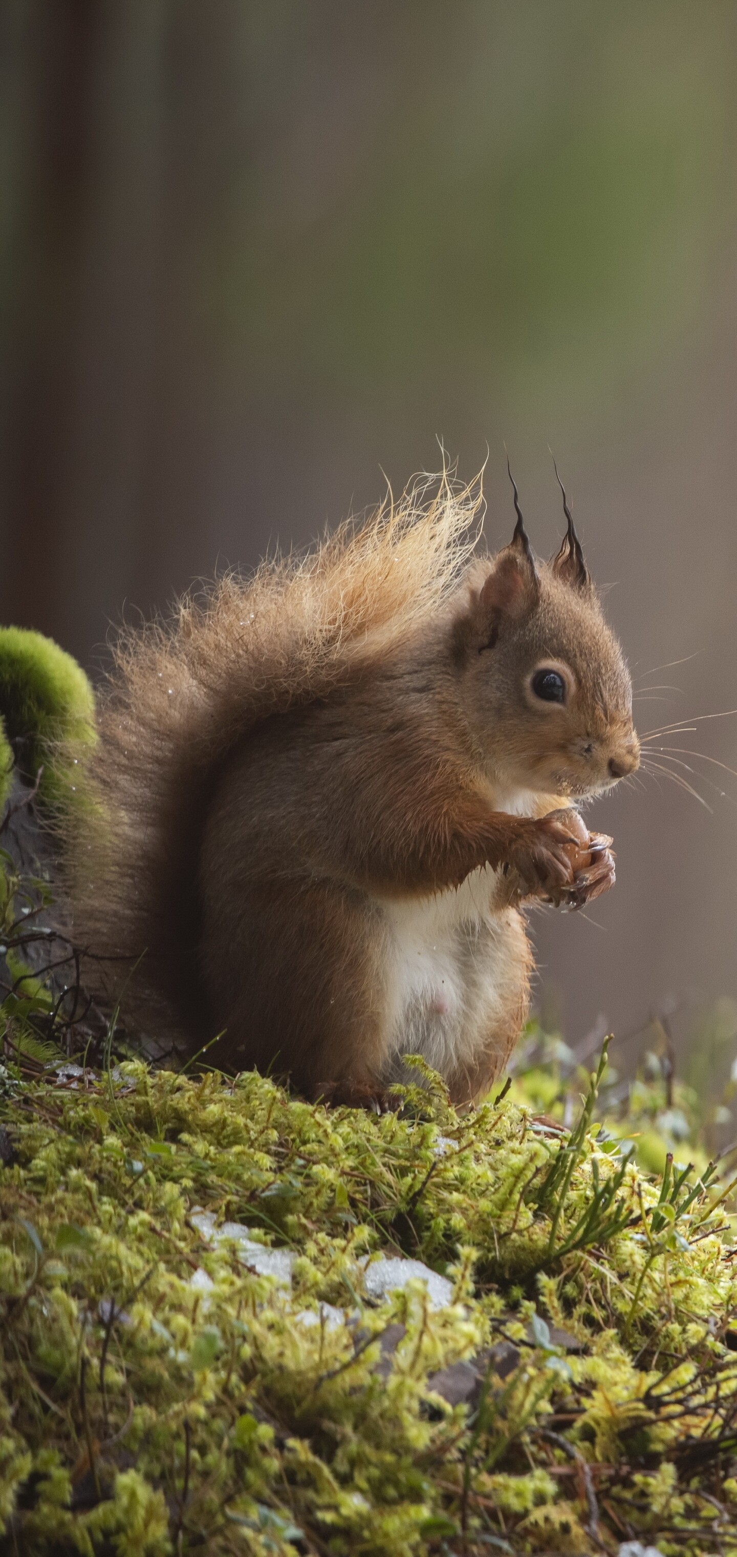 Squirrel, Animal, Keywords, Keywords, 1440x3040 HD Phone