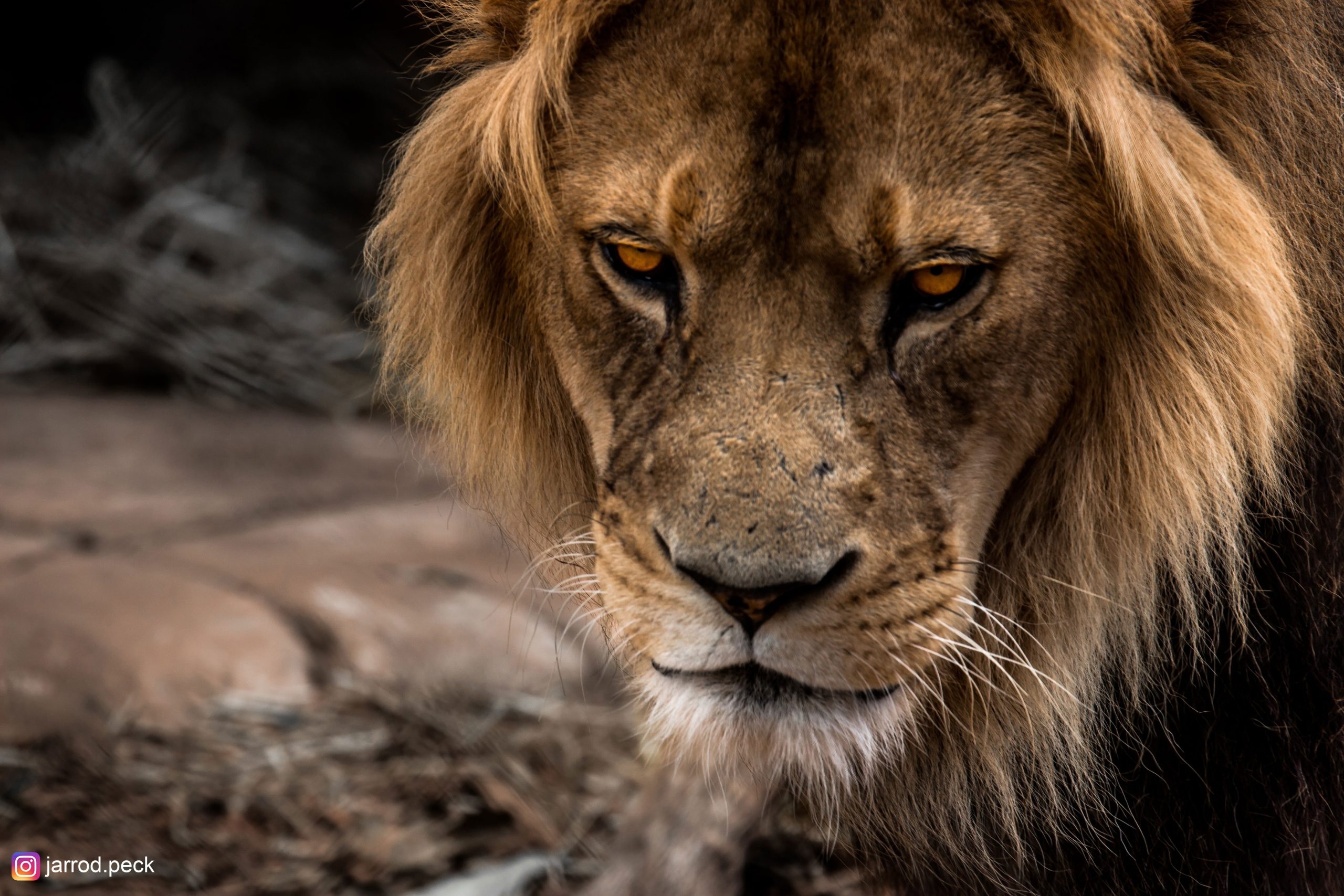 Brown lion wallpaper, Wildlife animals zoo, Animal themes, Nature-inspired visuals, 2560x1710 HD Desktop