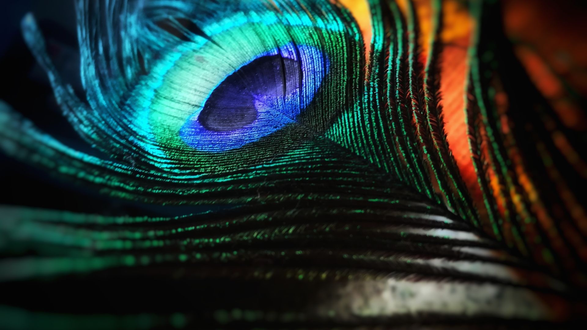 Peacock feather ocellus, Iridescent blue green plumage, Macro feather barbs, Full HD Desktop wallpaper