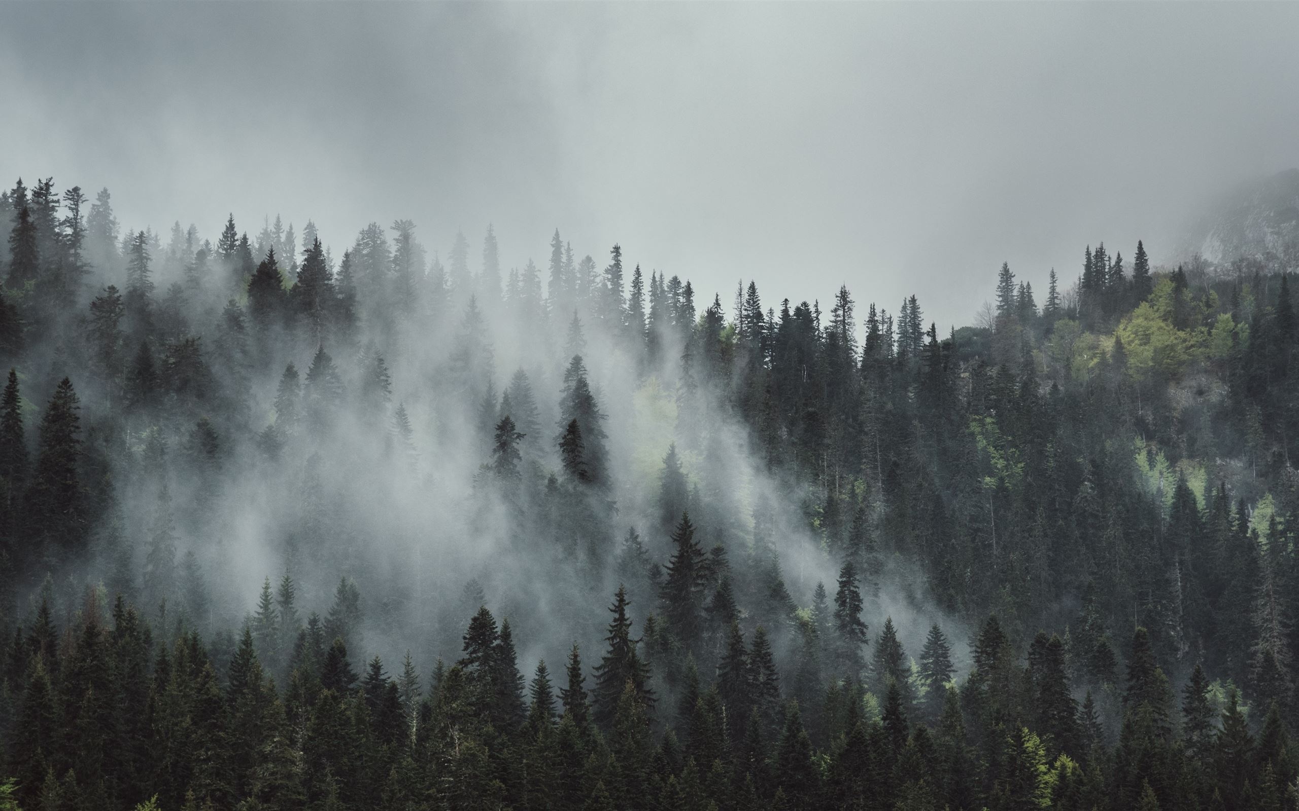 misty coniferous forest, rising mountain fog, dense pine tree canopy, HD Desktop wallpaper
