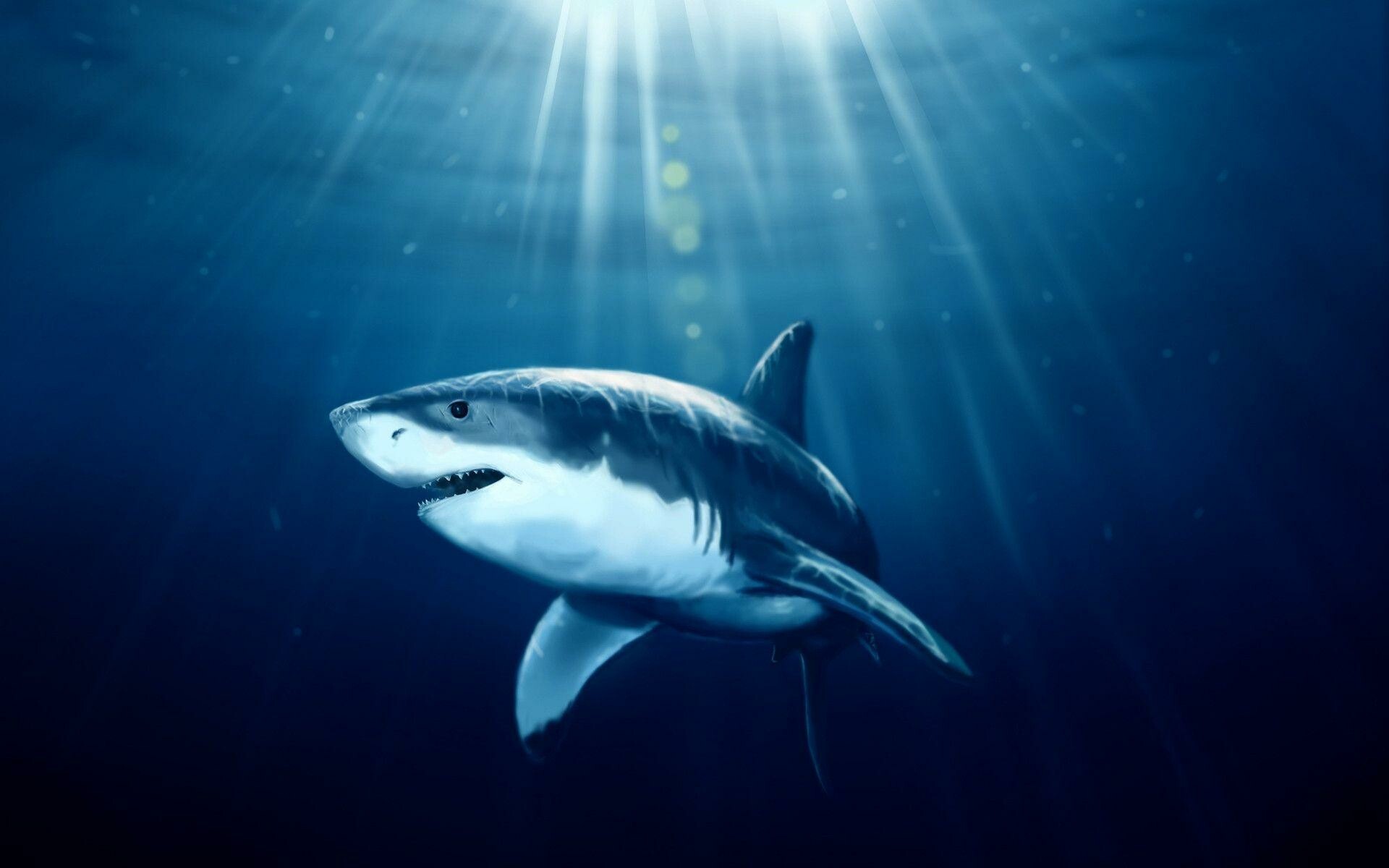 Sharks, Top free backgrounds, Animals, 1920x1200 HD Desktop