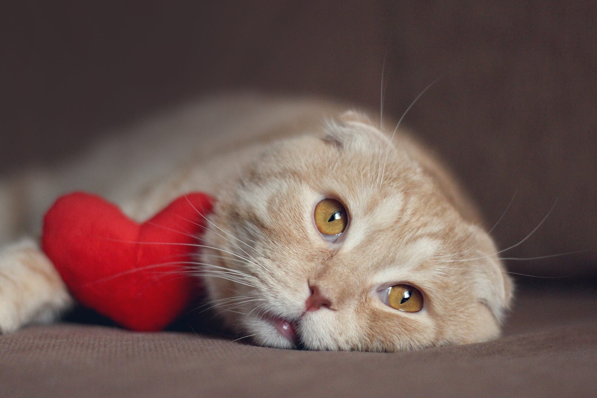 Cream, Scottish Folds Wallpaper, 2000x1340 HD Desktop