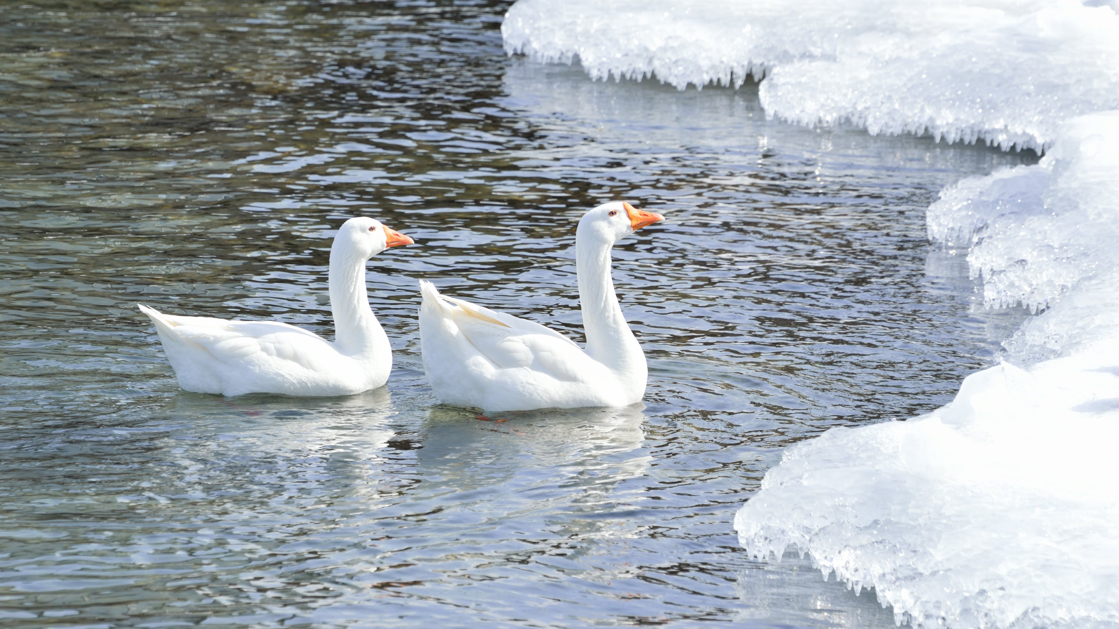 Snow Goose wallpapers, 4K resolution, Stunning landscapes, Background images, 3840x2160 4K Desktop