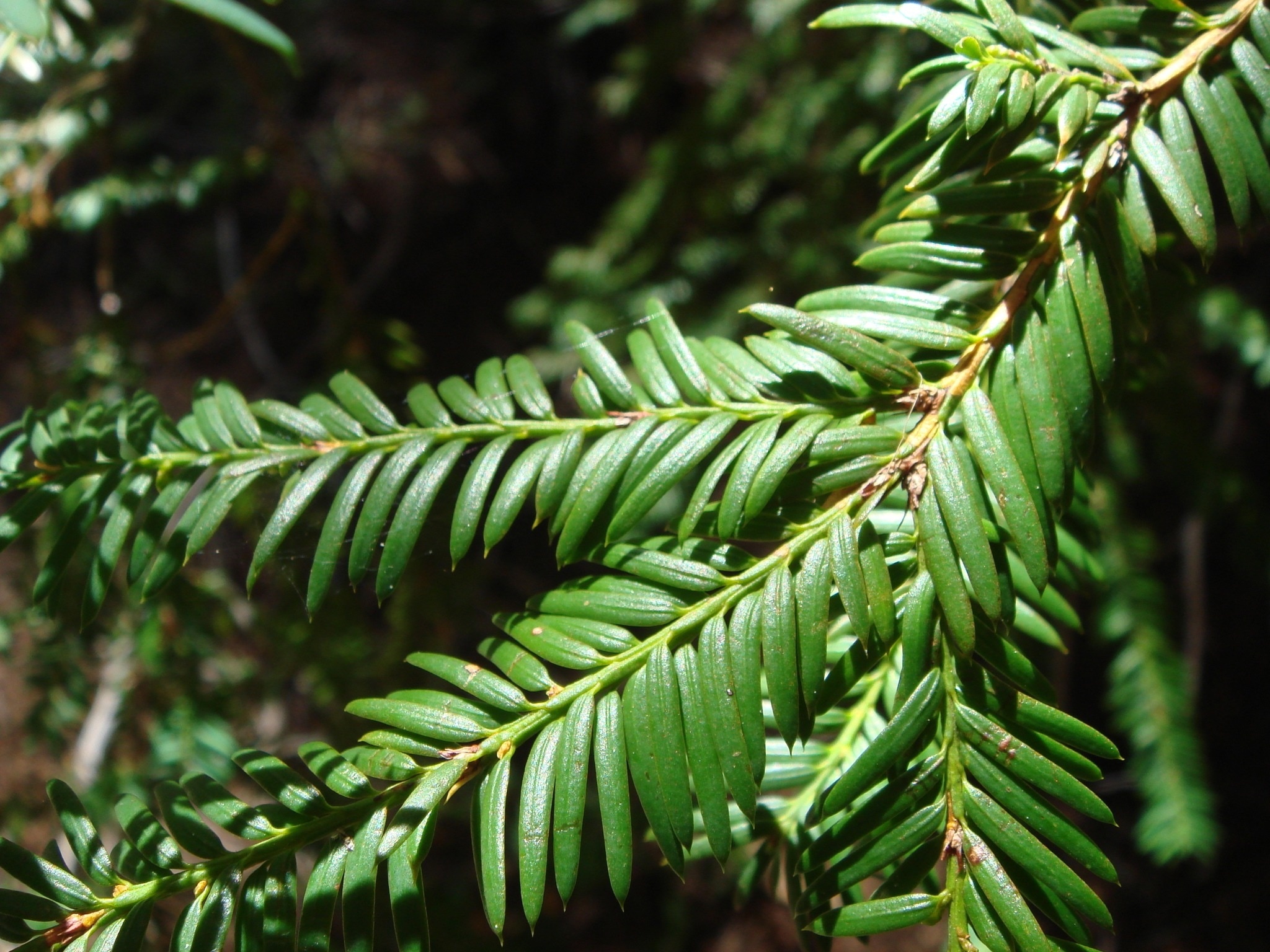 Green leaf plant, Close-up photo, Day time, Free image, 2050x1540 HD Desktop