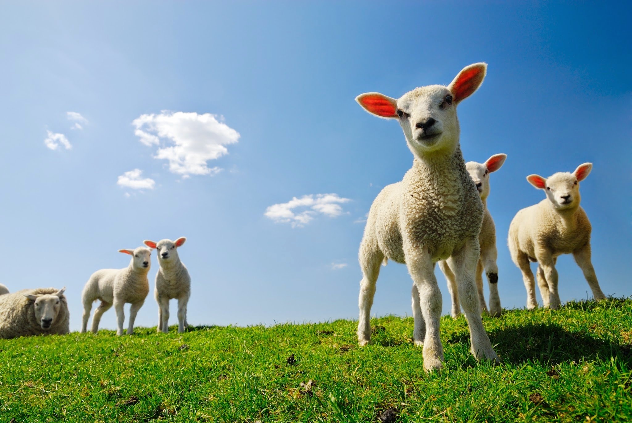 Sheep wallpapers, HD quality, Stunning visuals, Nature's grace, 2050x1380 HD Desktop