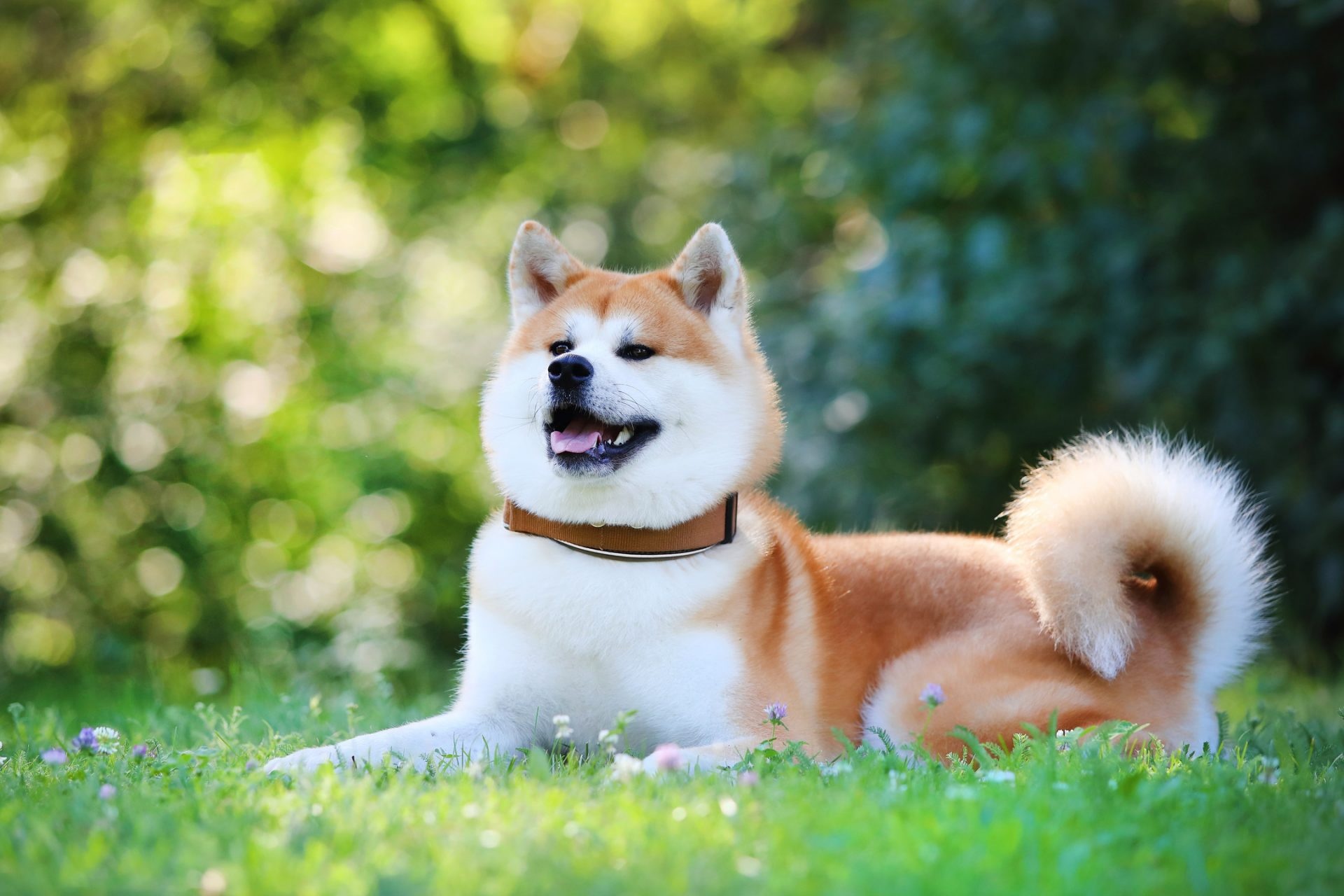 Hokkaido Dog, Free akita wallpaper, Ryan sellers, 1920x1280 HD Desktop