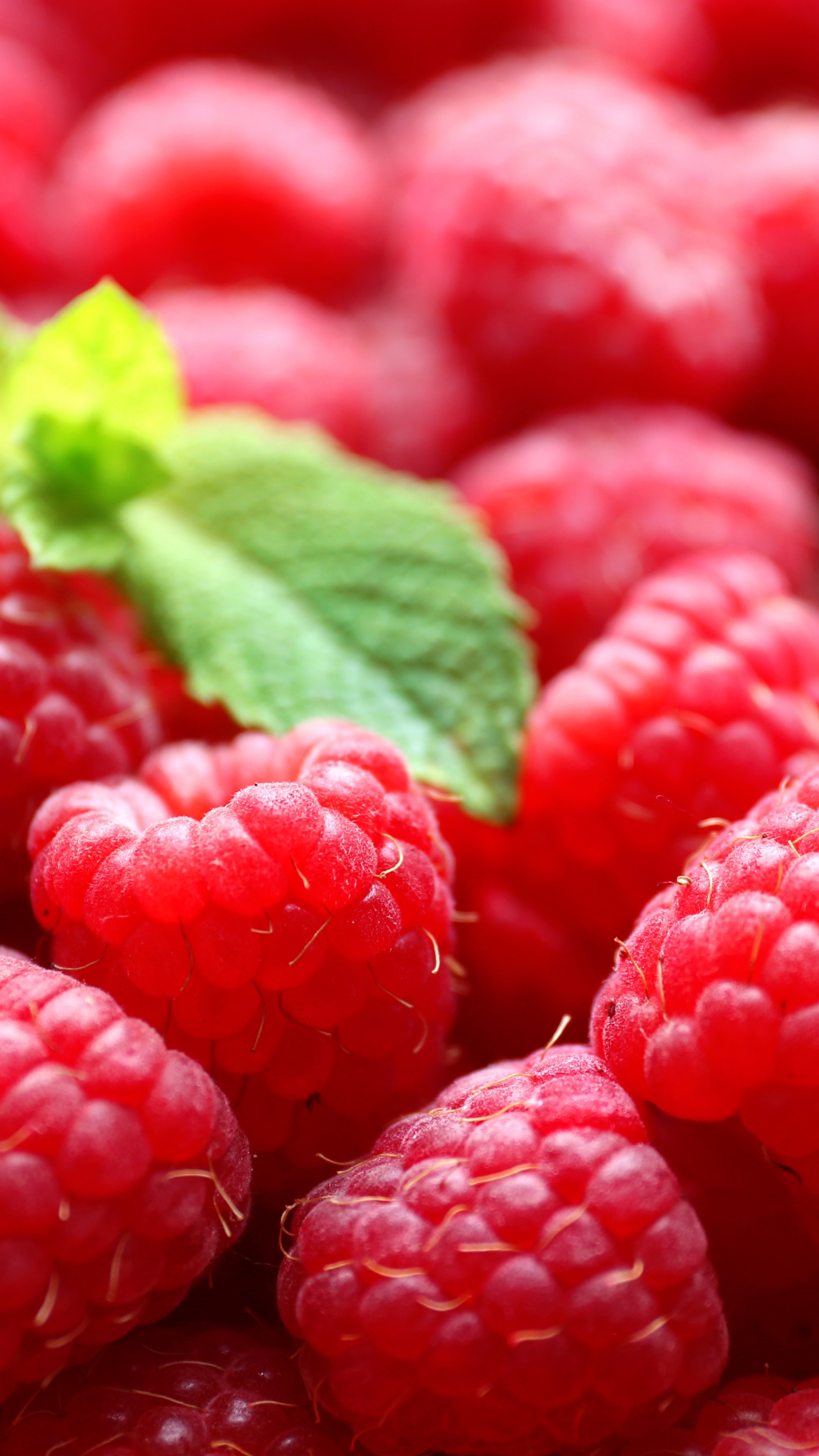 Raspberries, Stevia Wallpaper, 2160x3840 4K Phone