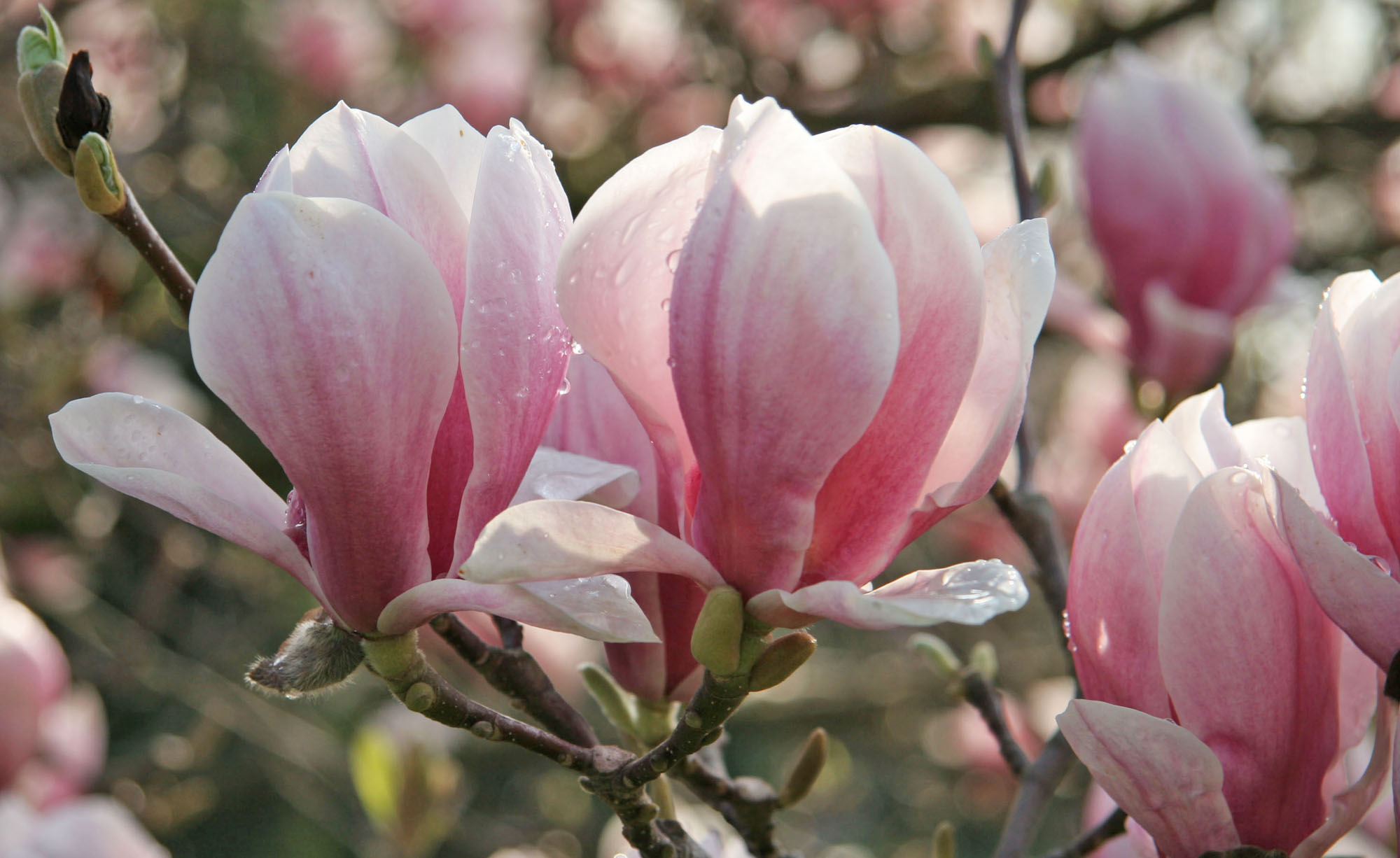 Planting, Caring, Magnolias, 2000x1230 HD Desktop