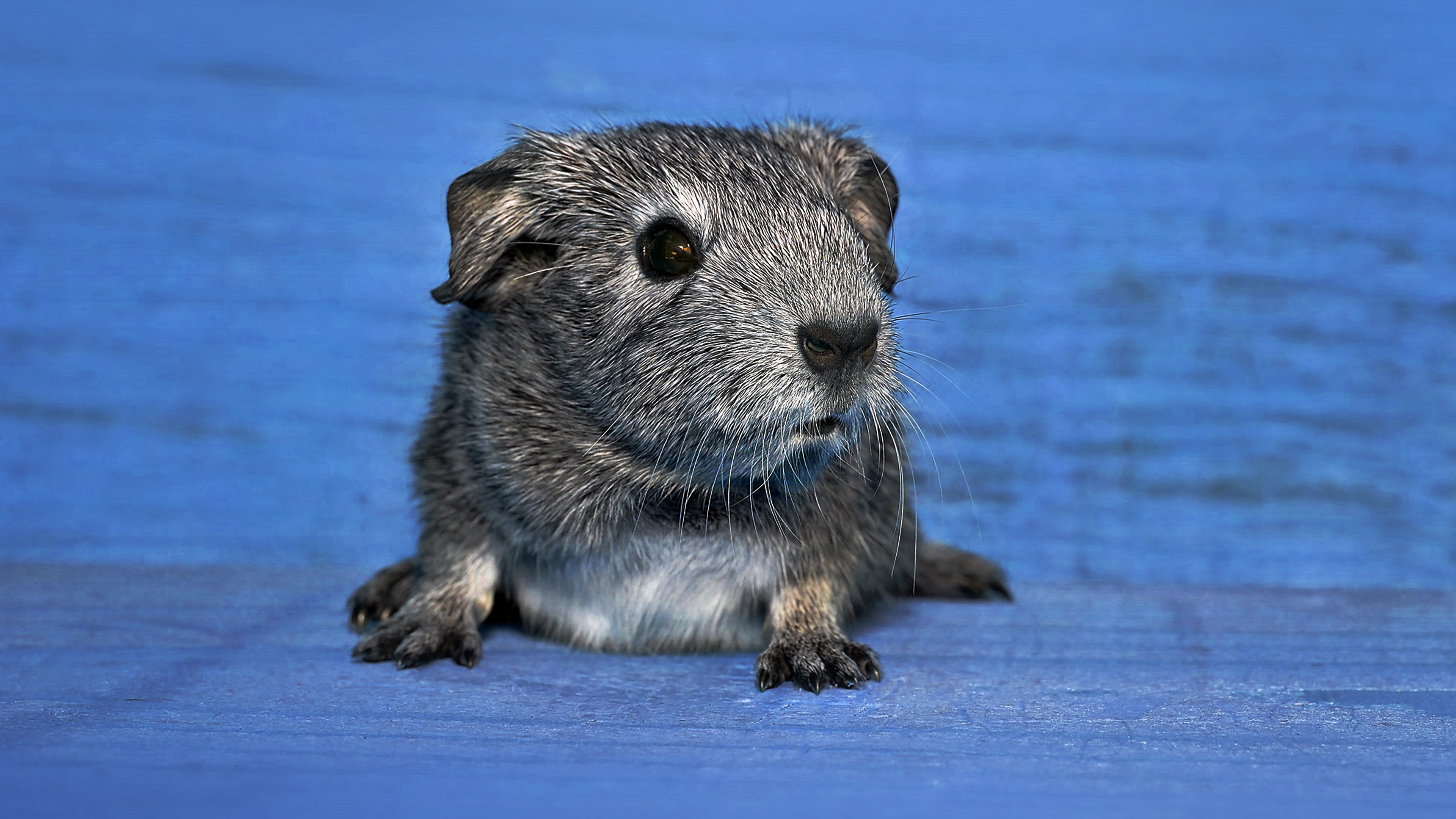 Guinea Pig, Desktop wallpapers, Cute animal, Blue colors, 3840x2160 4K Desktop