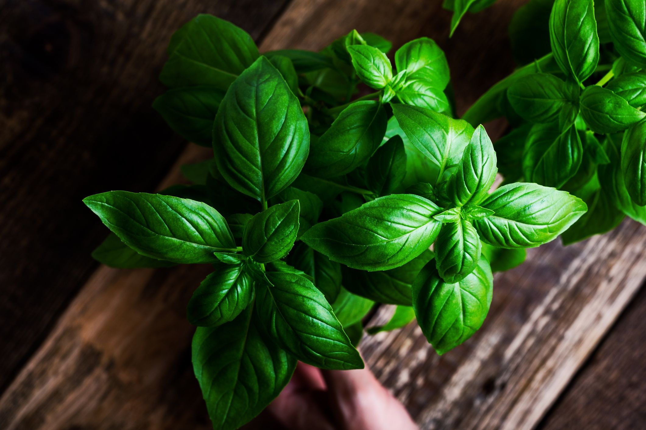 Grow basil outdoors, In a pot, Basil plant, Food, 2130x1420 HD Desktop