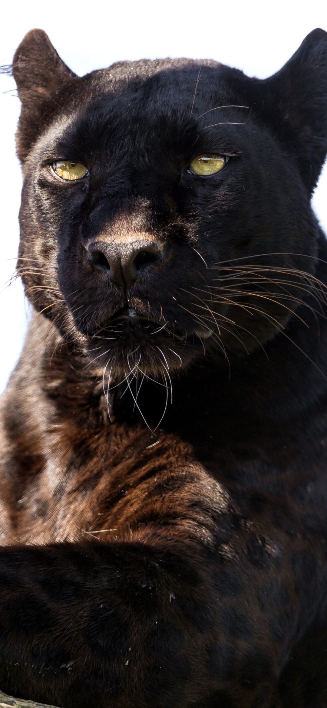 Stunning black panther, Animal kingdom beauty, Nature's masterpiece, Elegant predator, 1080x2340 HD Phone