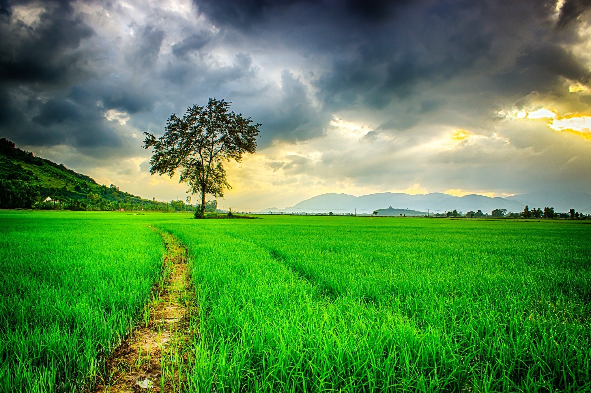 green rice paddy field, solitary tree in meadow, dramatic stormy sky, HD Desktop wallpaper