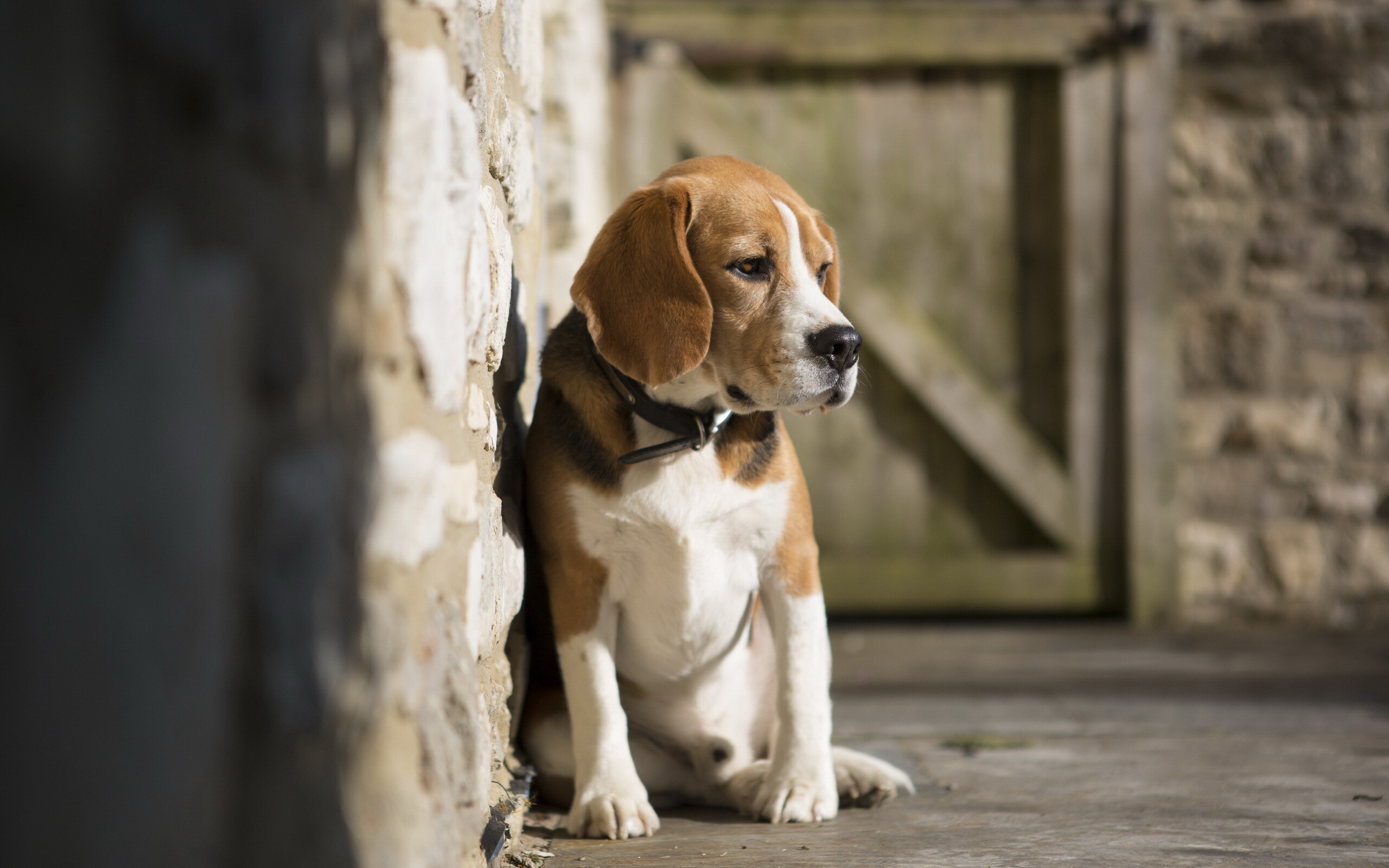 Beagle, Adorable dog breed, Cute and playful, Loyal companion, 2560x1600 HD Desktop