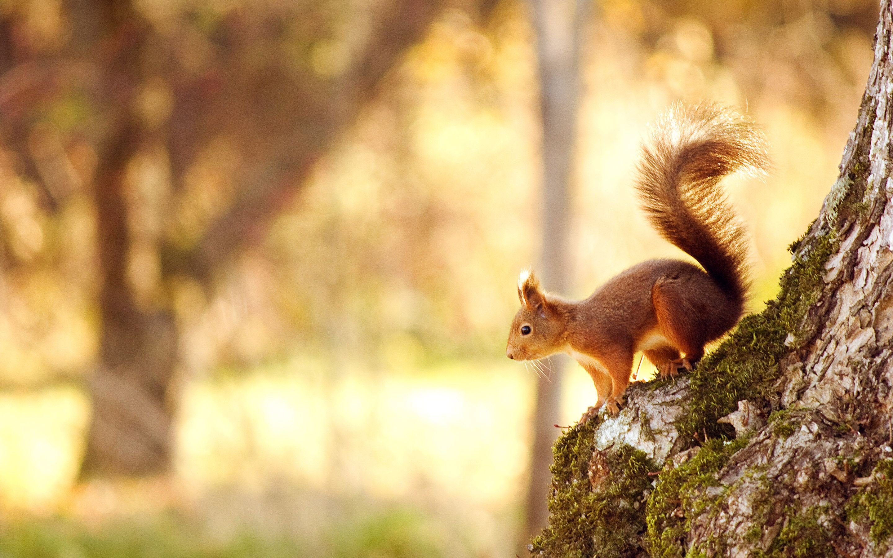 Squirrel, Wild Animals Wallpaper, 2880x1800 HD Desktop