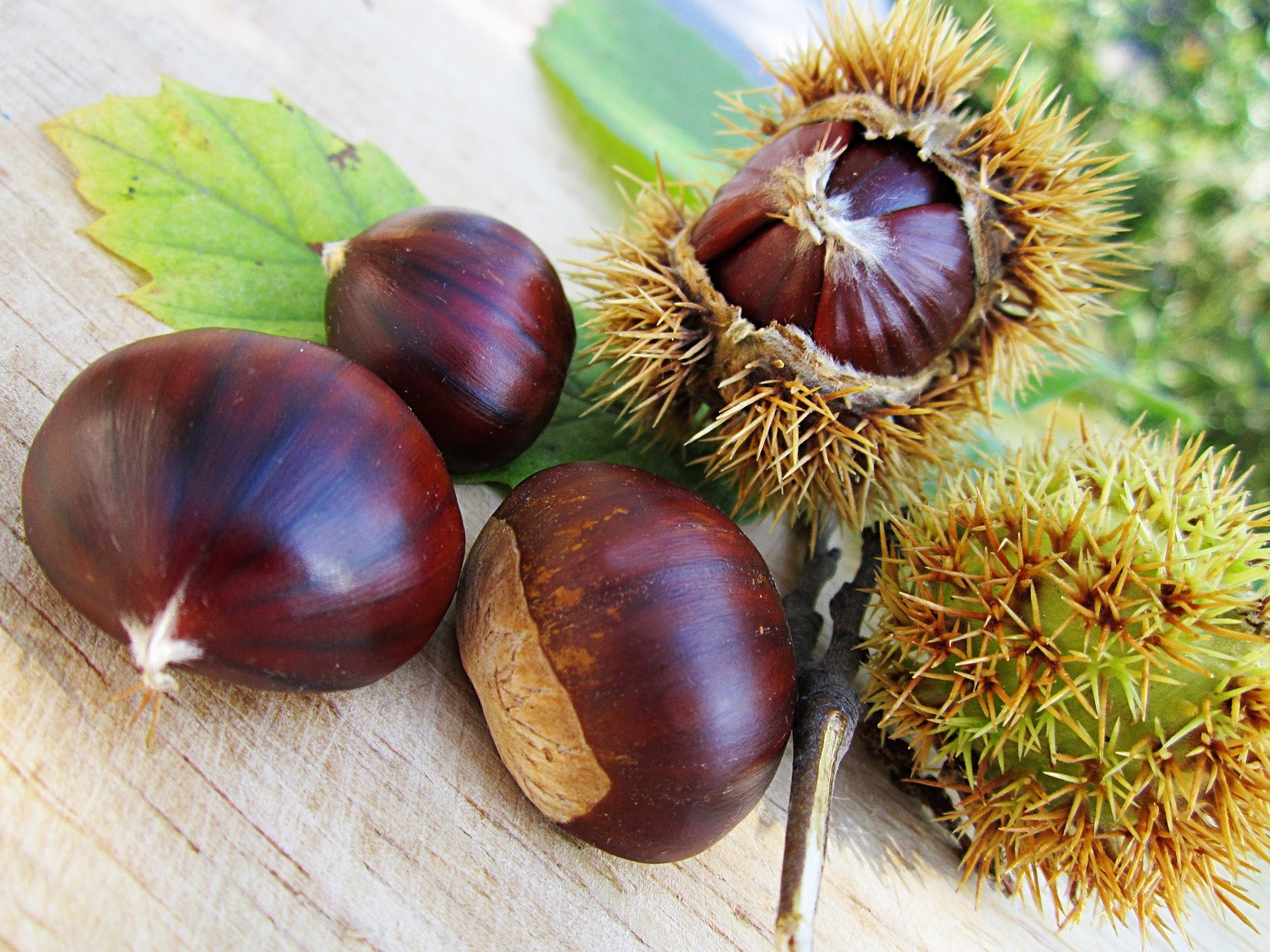 Feast of chestnuts, Marrone dop, Chestnut festival, Hotel Campagnola, 1920x1440 HD Desktop