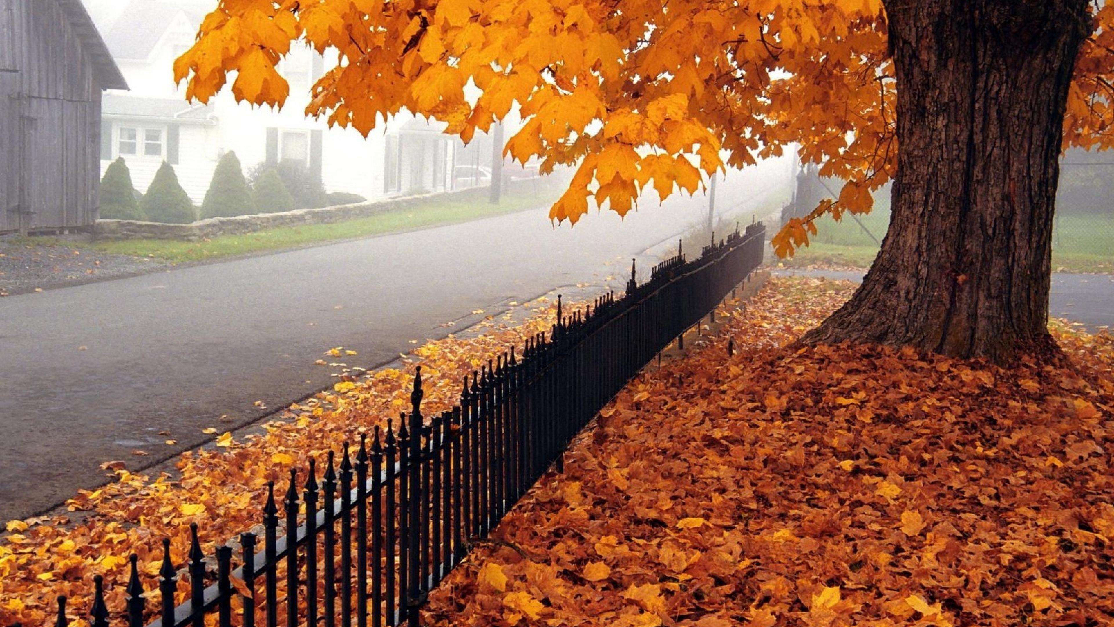 Autumn foliage, Maple Tree Wallpaper, 3840x2160 4K Desktop