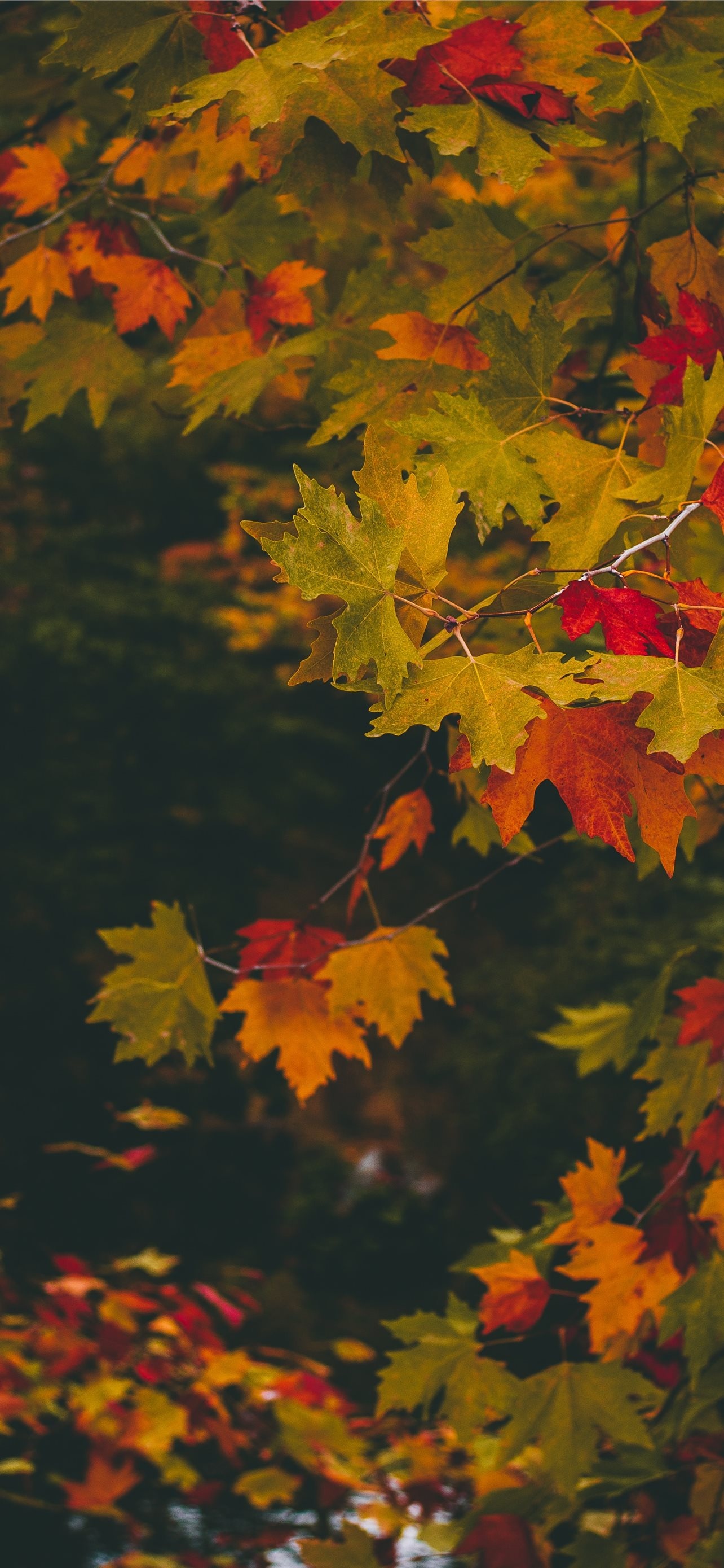 Maple tree, Close-up photo, Stunning wallpapers, iPhone background, 1290x2780 HD Phone