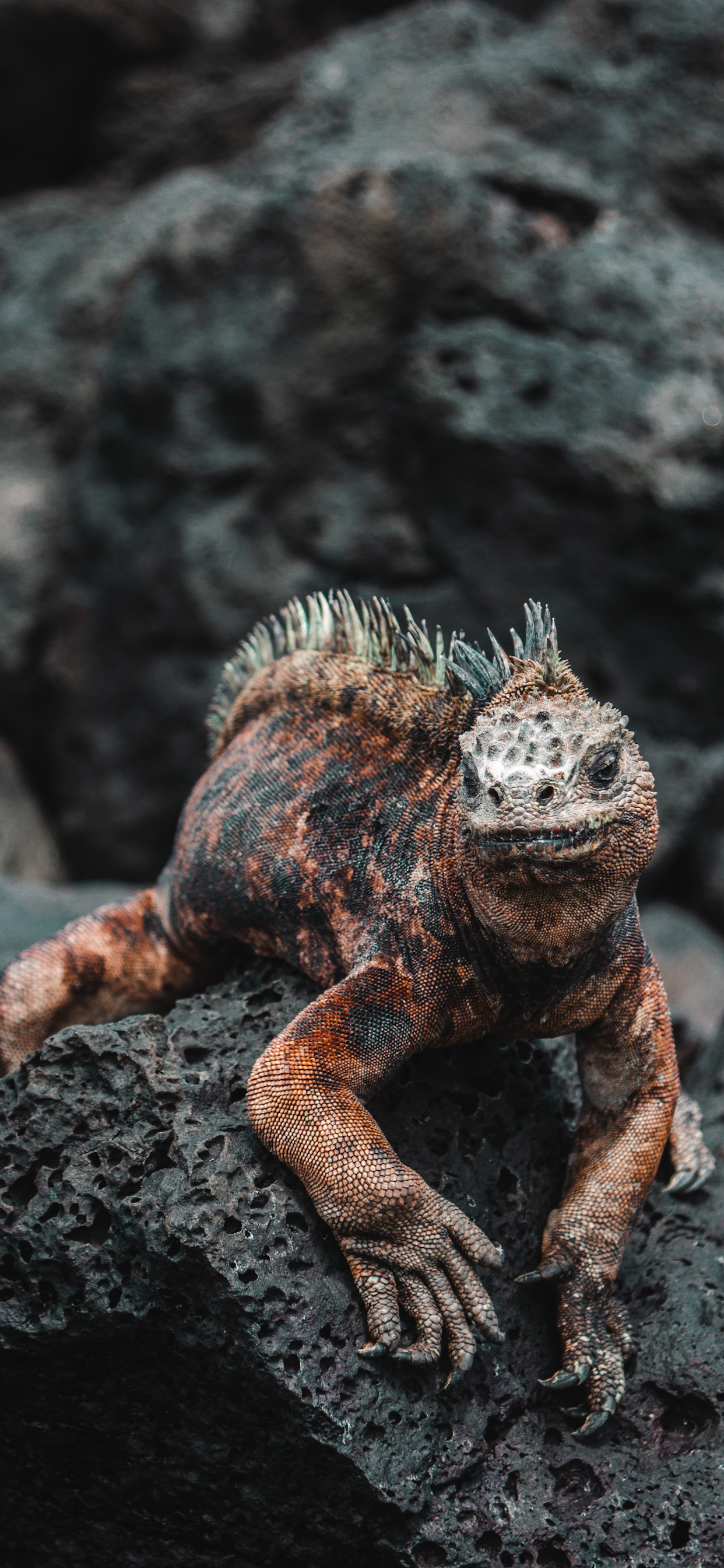 Marine iguana, Iguana Wallpaper, 1250x2690 HD Phone