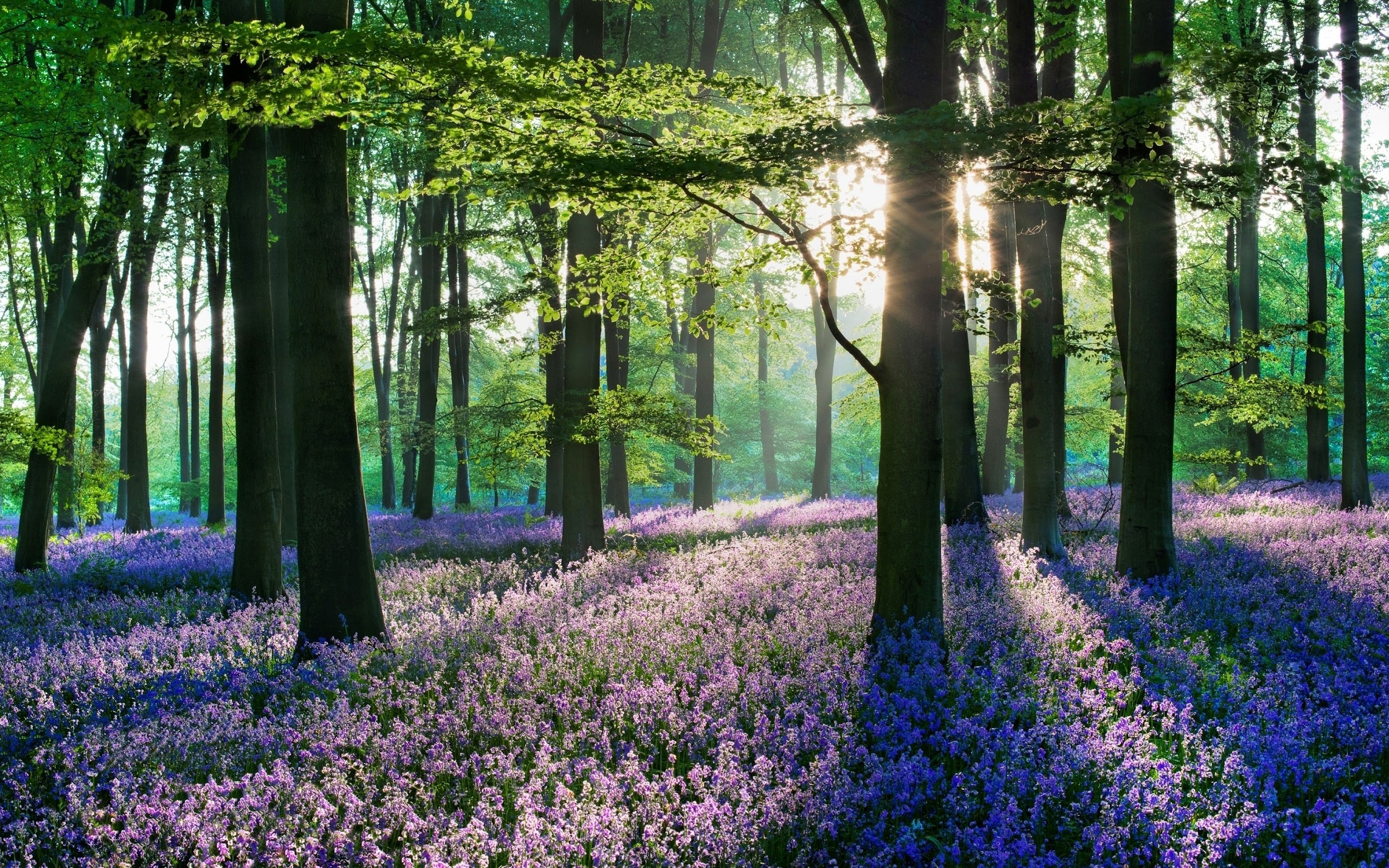 Lavender flower forest, Nature scenery, 2560x1600 HD Desktop