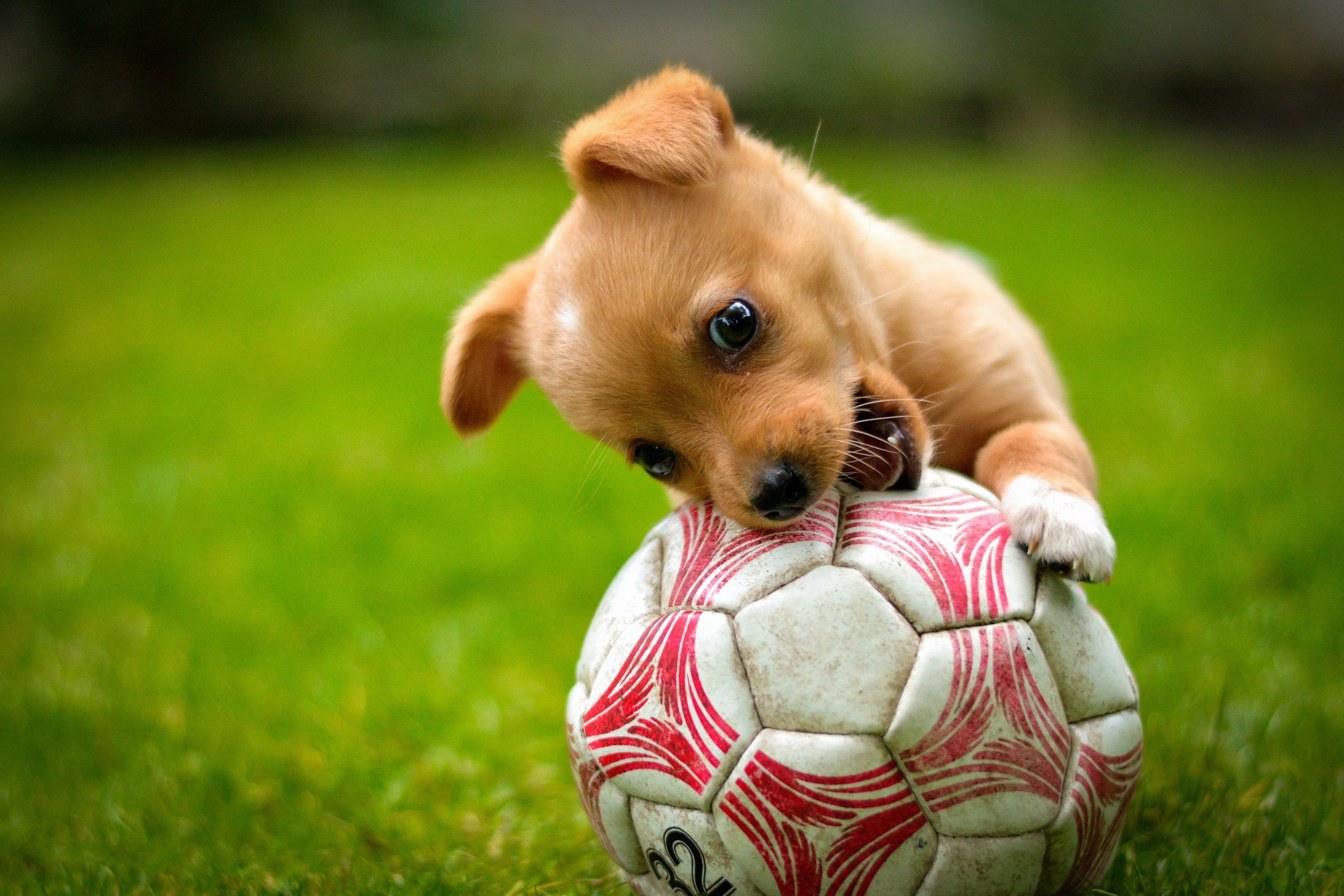 Red dog lawn, Ball game, Puppy soccer, HD wallpapers, 3000x2000 HD Desktop