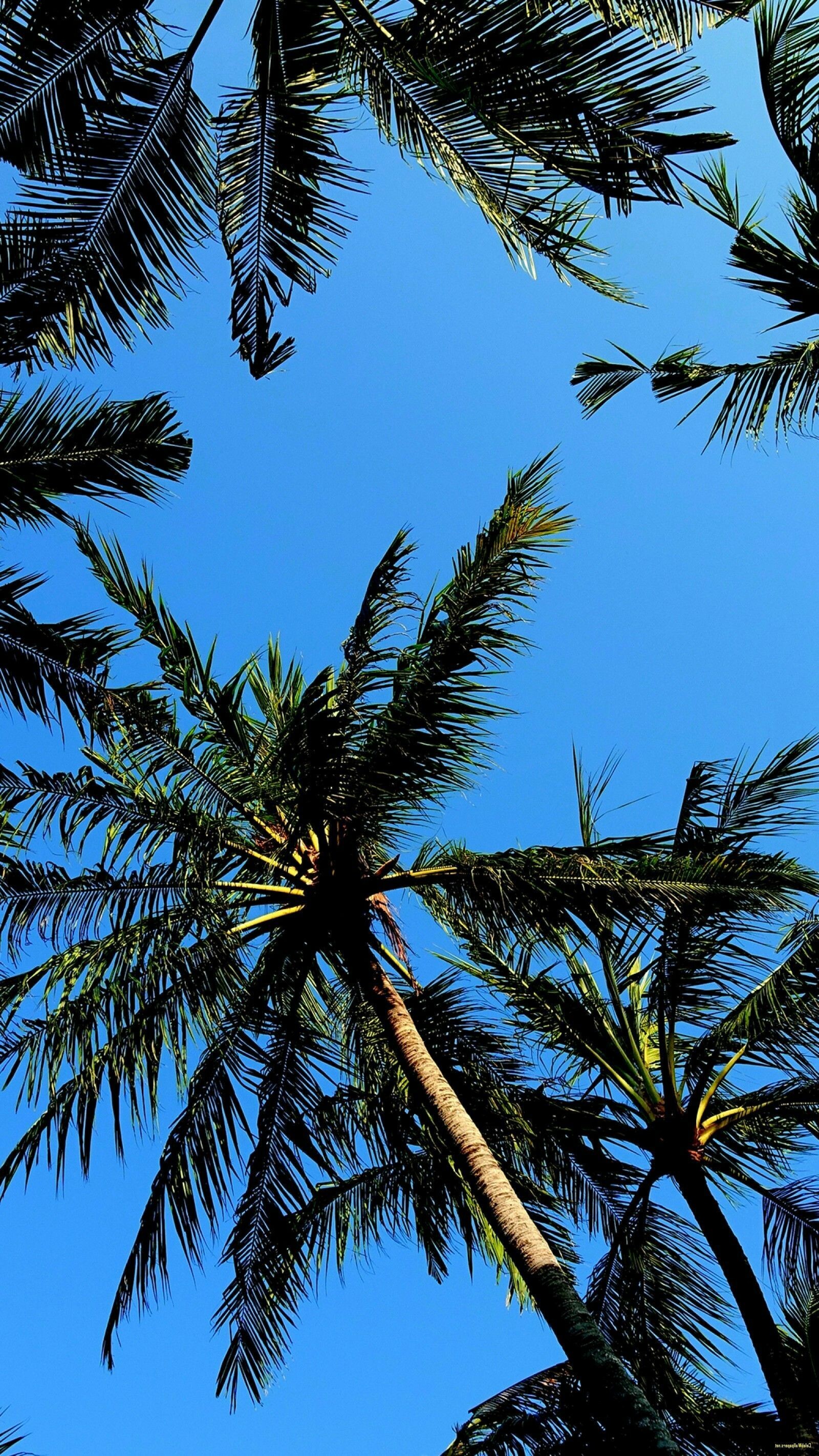 Palm tree perfection, Lush green palms, Beachside serenity, Tropical allure, 1600x2850 HD Phone