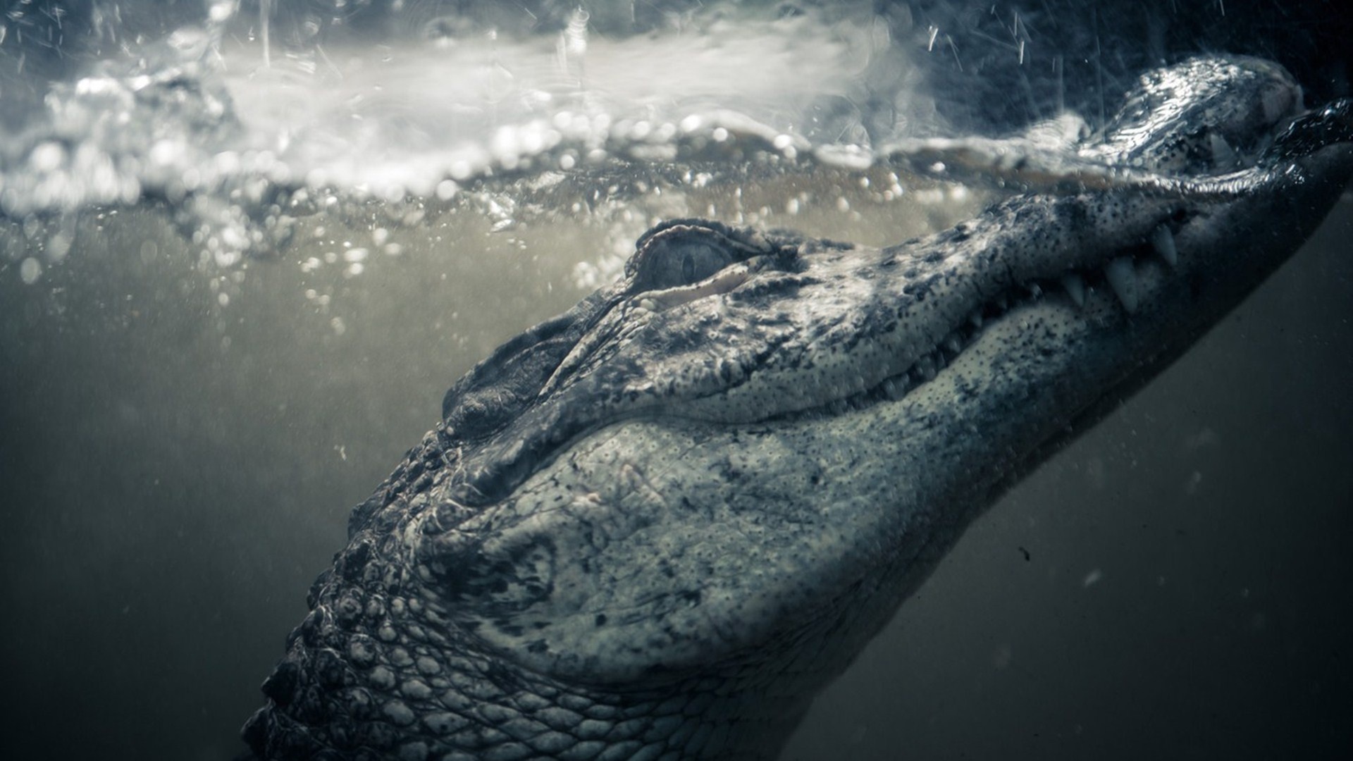 Crocodile Animals - African Crocodile, Desktop Wallpaper, 1920x1080 Full HD Desktop