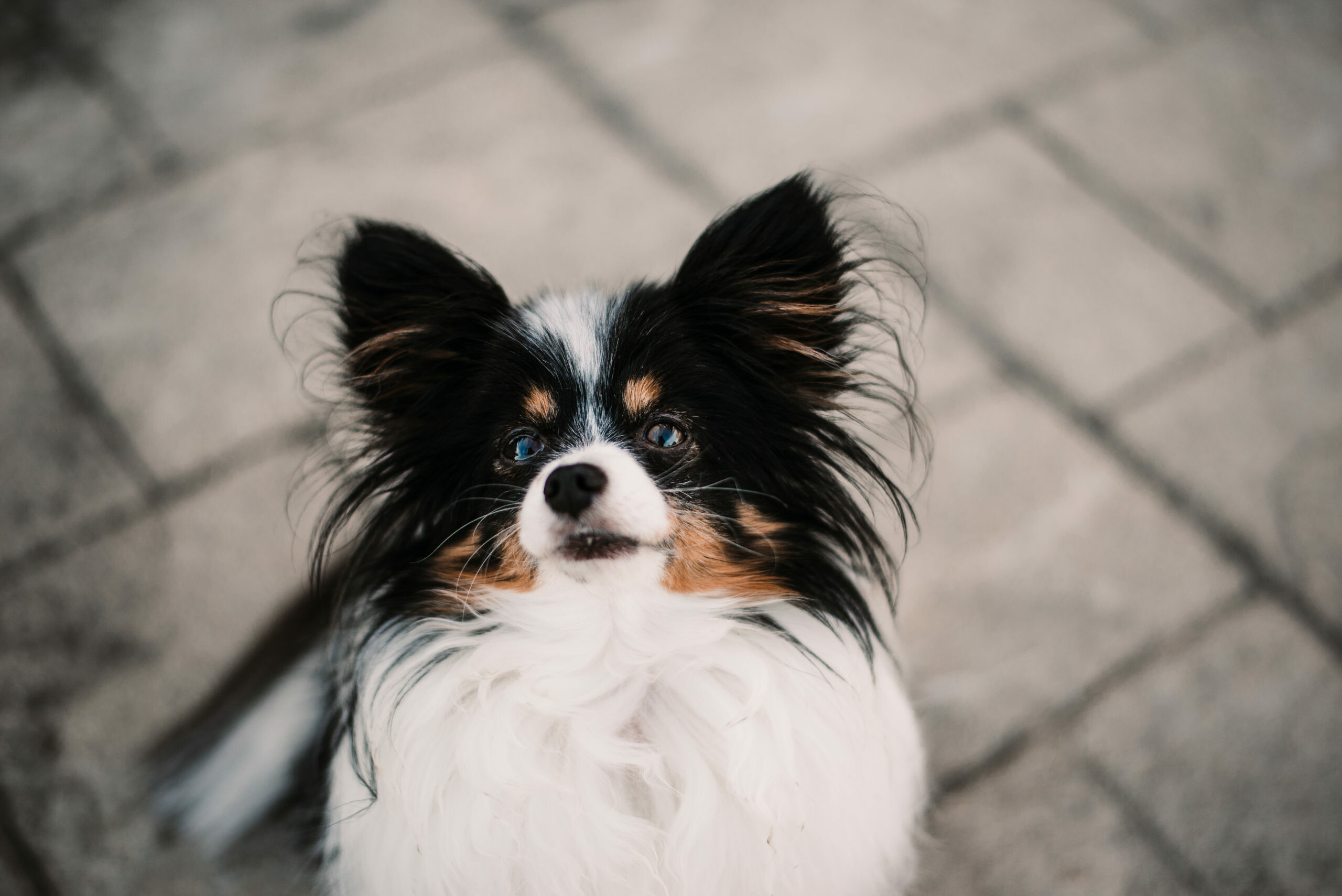 Papillon Dog, Introducing Auggie, TaylorKristinPhotography, Adorable photographs, 2560x1710 HD Desktop