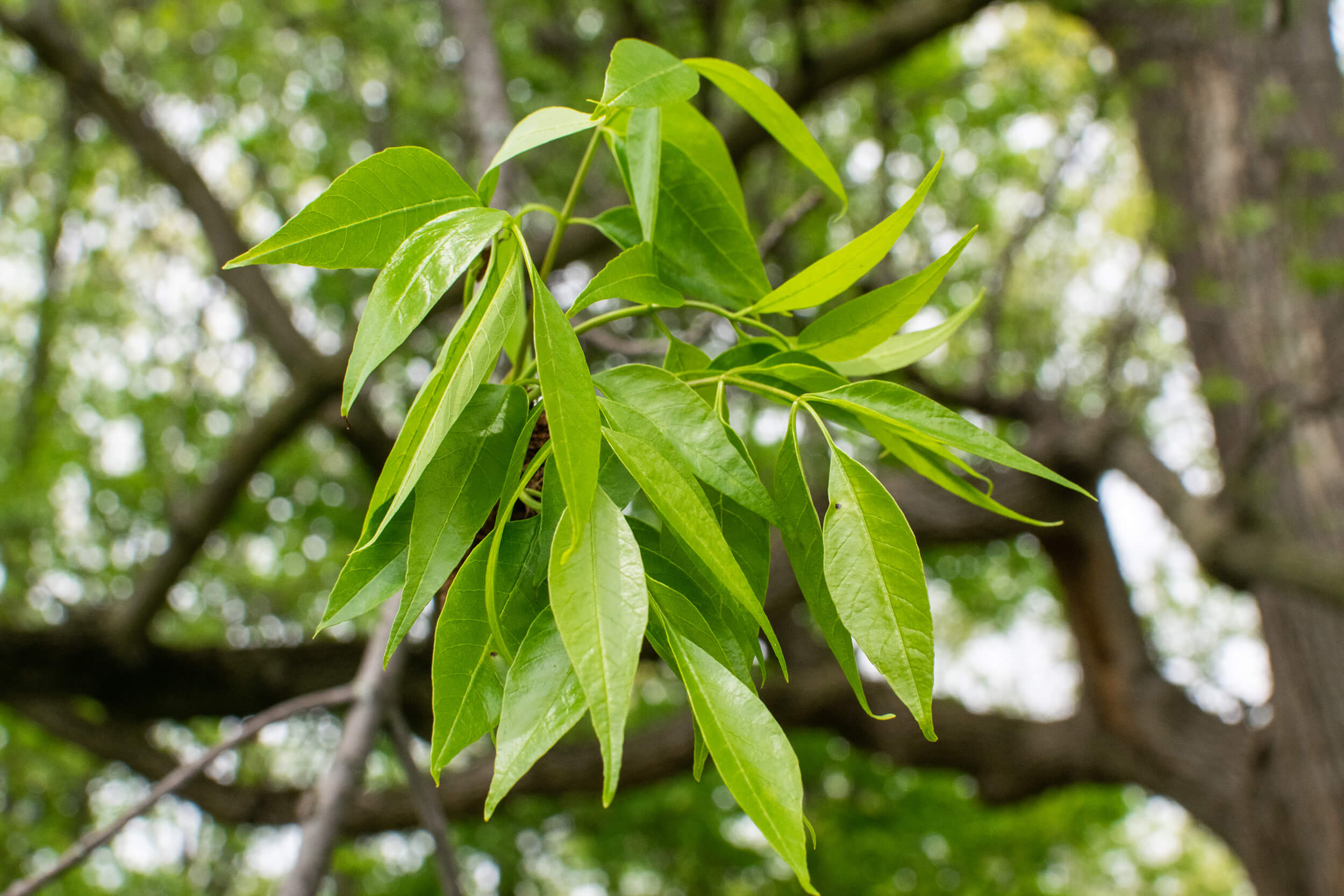 Ash Tree, White ash, Purdue Fort Wayne, Tree species, 2500x1670 HD Desktop