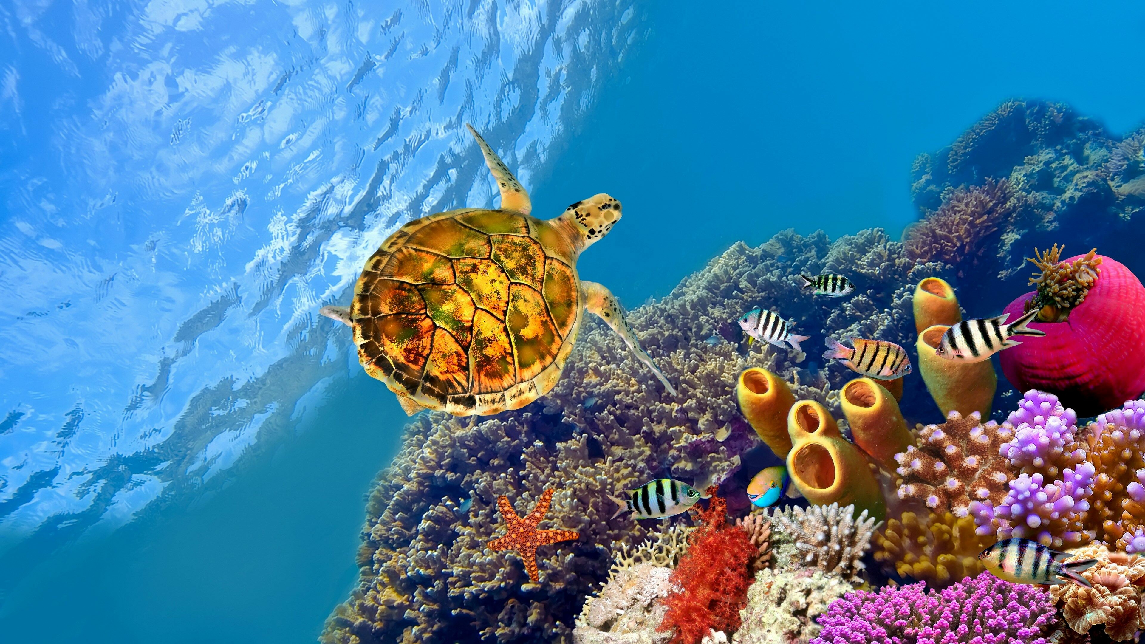 Turtle, Great Barrier Reef Wallpaper, 3840x2160 4K Desktop