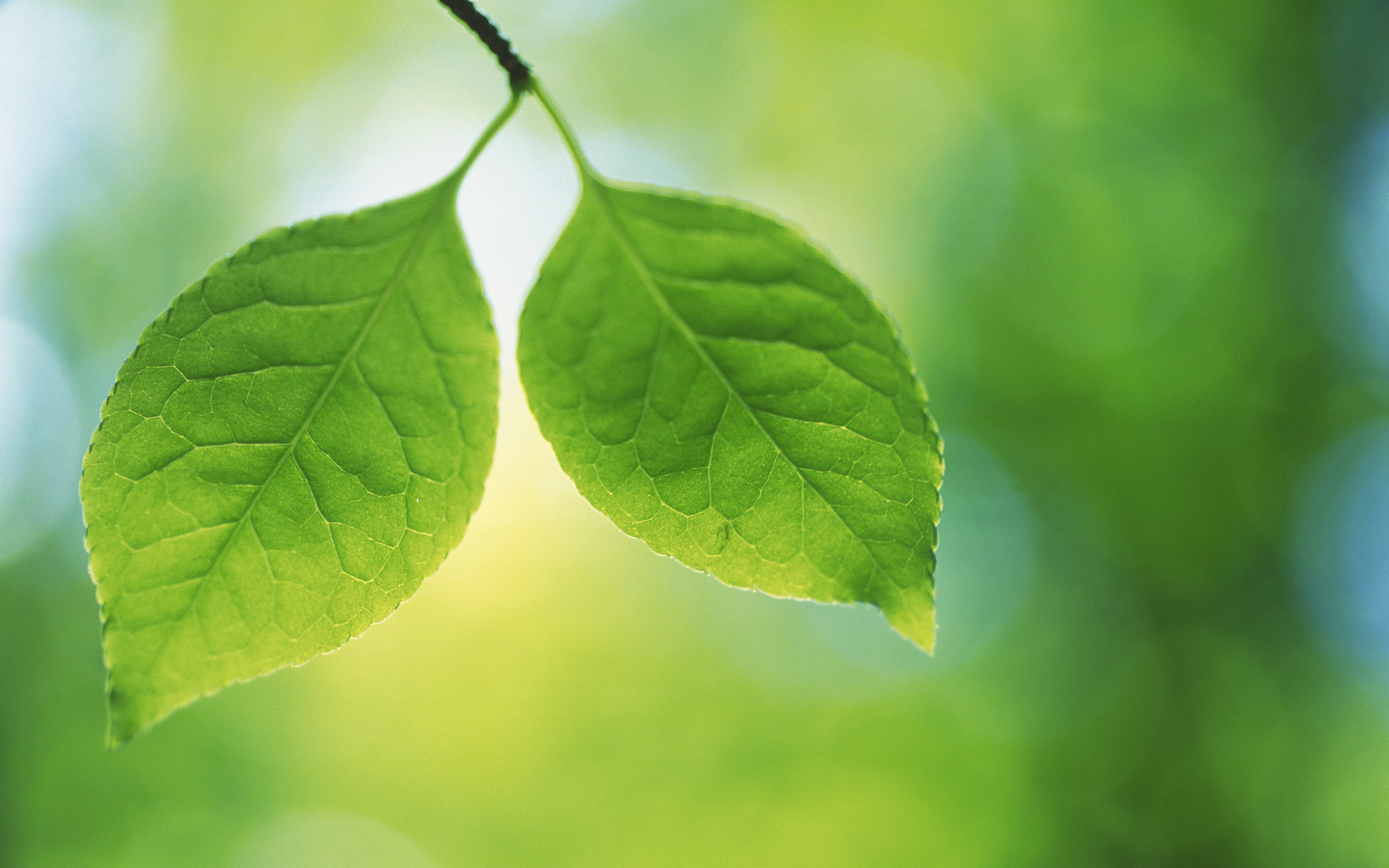 Green Leaf, Green leaves widescreen, Images wallpapers, Desktop mobile tablet, 2560x1600 HD Desktop