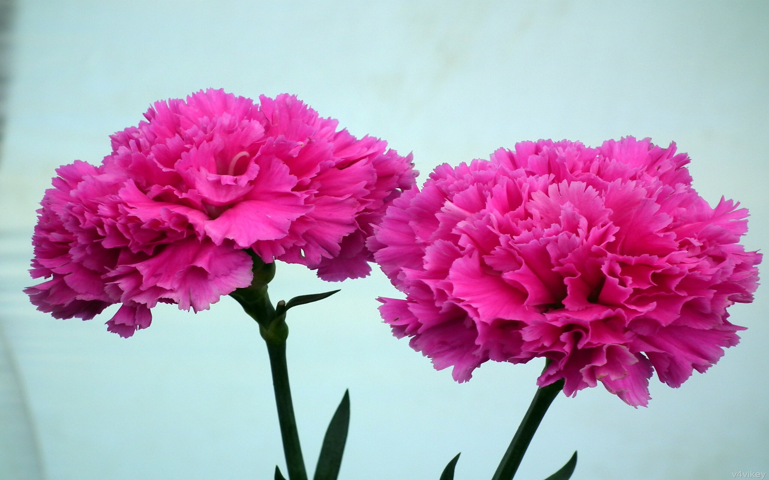 Carnation flower, Pink beauty, Nature's charm, Floral wallpaper, 2560x1600 HD Desktop