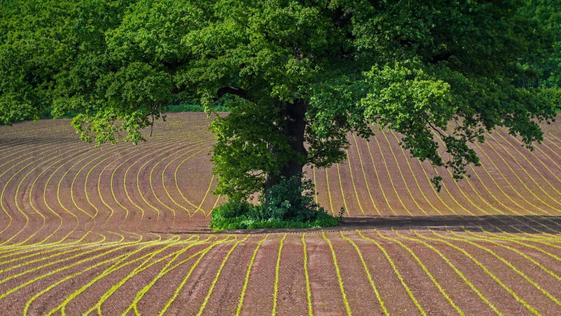 Oak Tree, Stieleiche, Monmouthshire Wales, Grobritannien, 1920x1080 Full HD Desktop