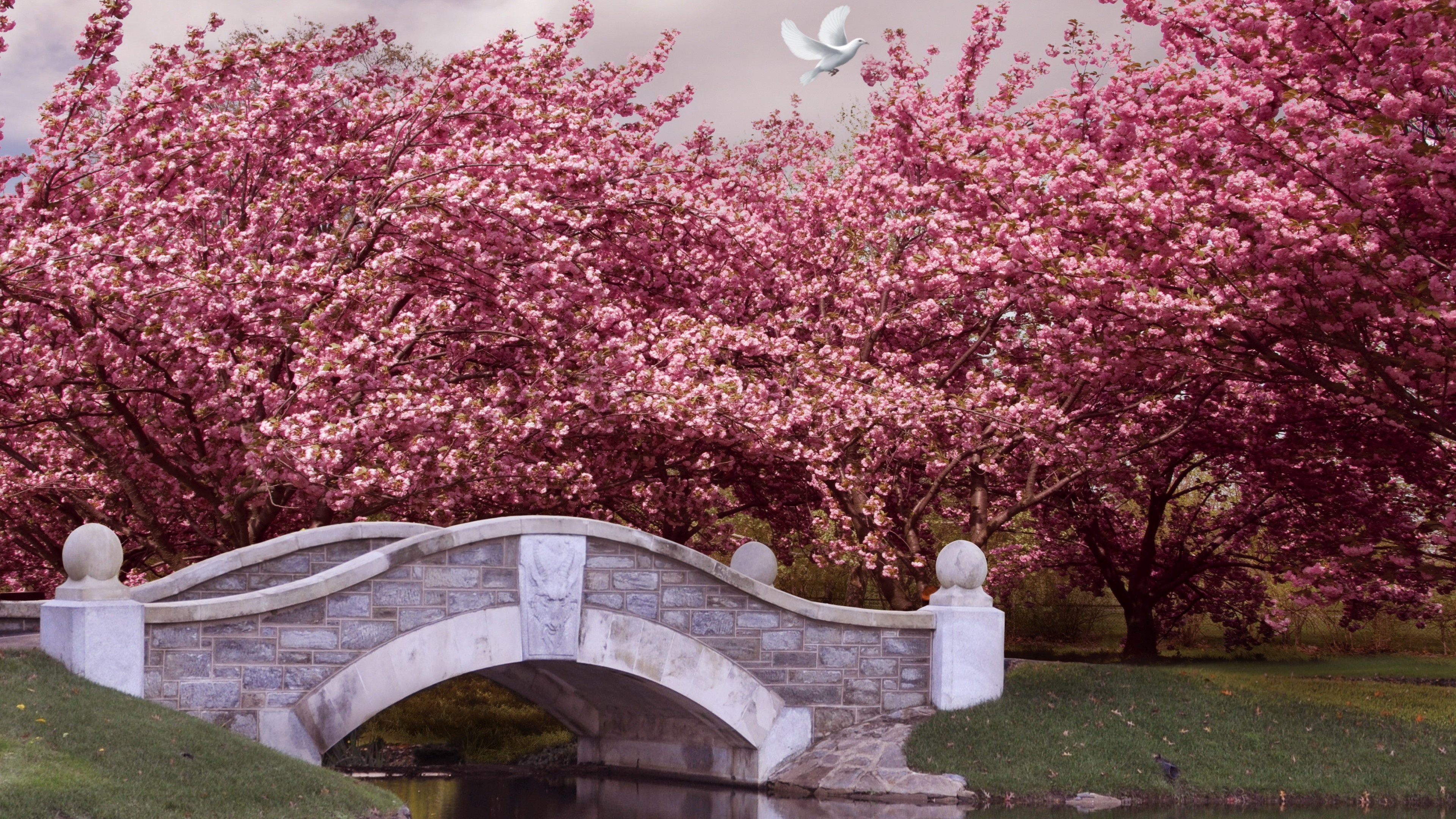 Blooming cherry blossom trees, Stone arch footbridge, Flying white dove, 4K Desktop wallpaper