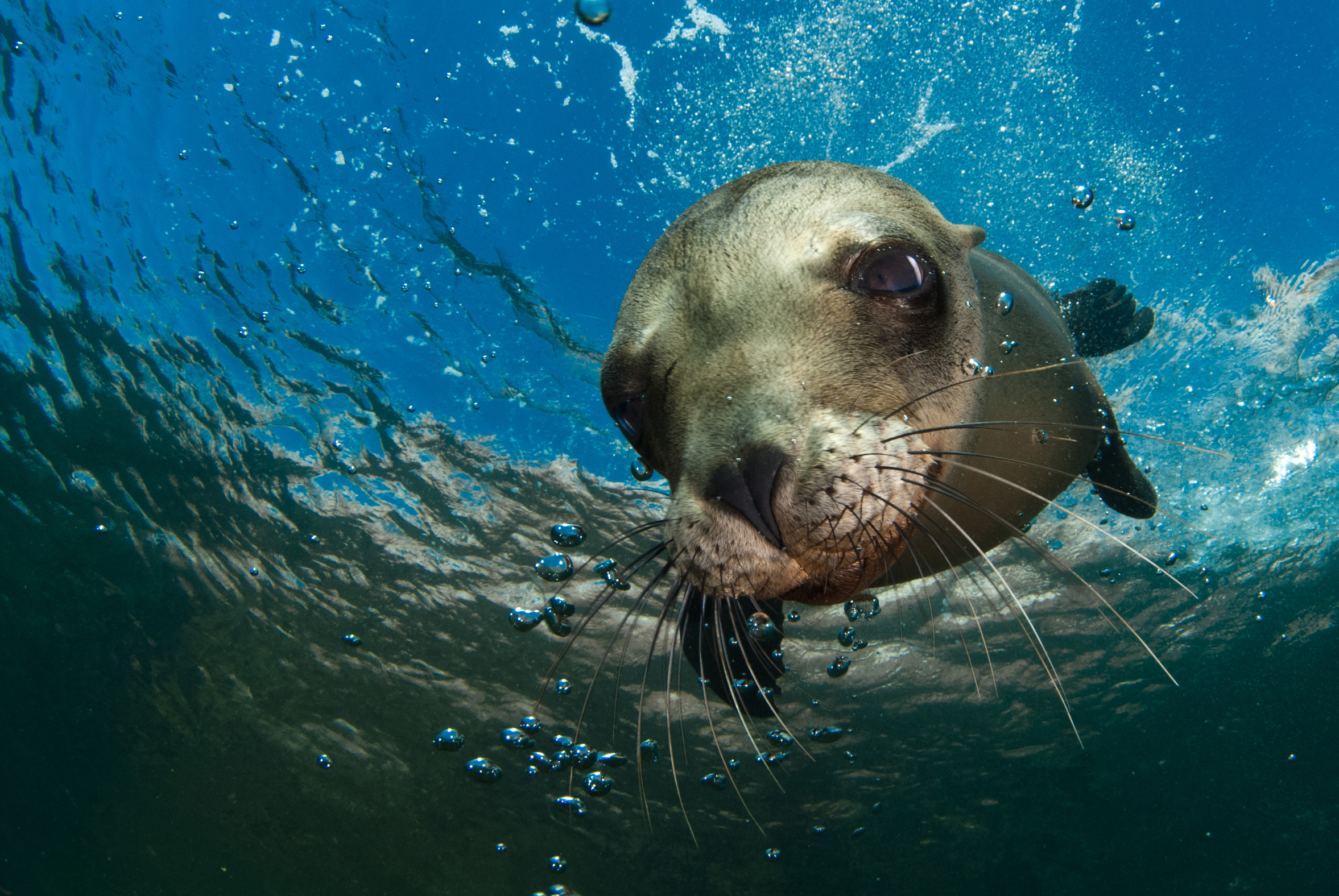 Sea lion wallpapers collection, Oceanic elegance, Coastal wonders, Playful marine creatures, 2360x1580 HD Desktop