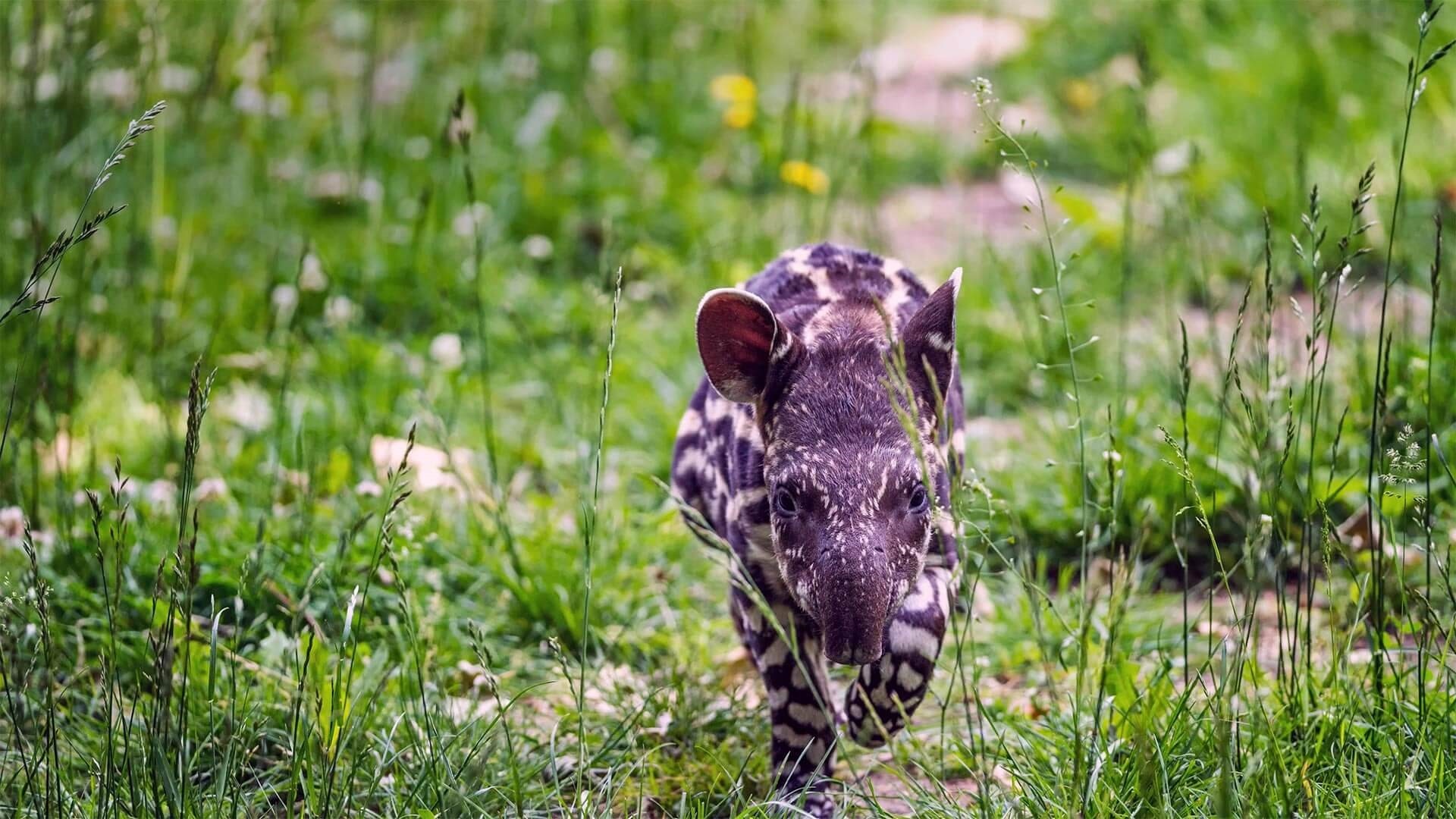 Baby tapir, Adorable, Microsoft wallpapers, WallpaperHub, 1920x1080 Full HD Desktop