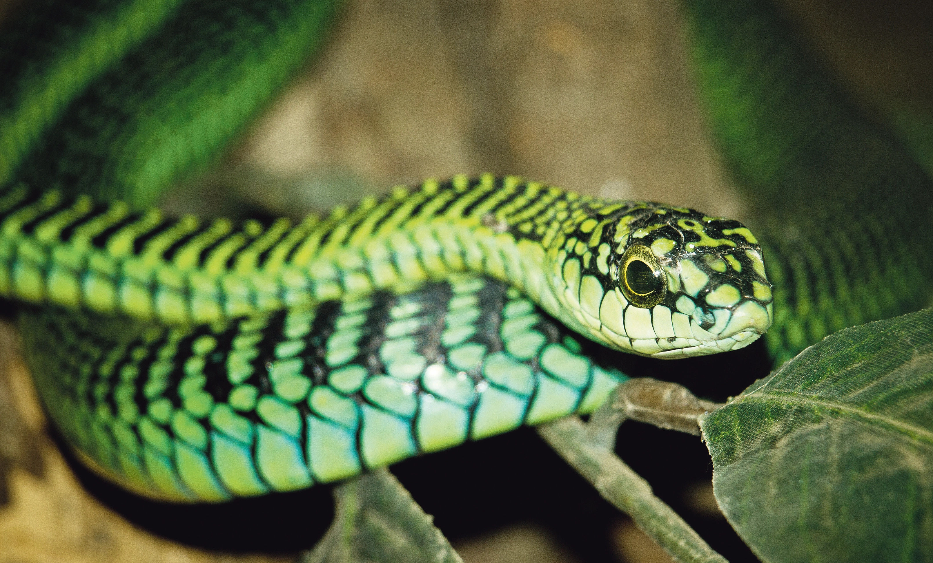 Boomslang, Fire aftermath, Knysna battles, South African snake, 3220x1950 HD Desktop