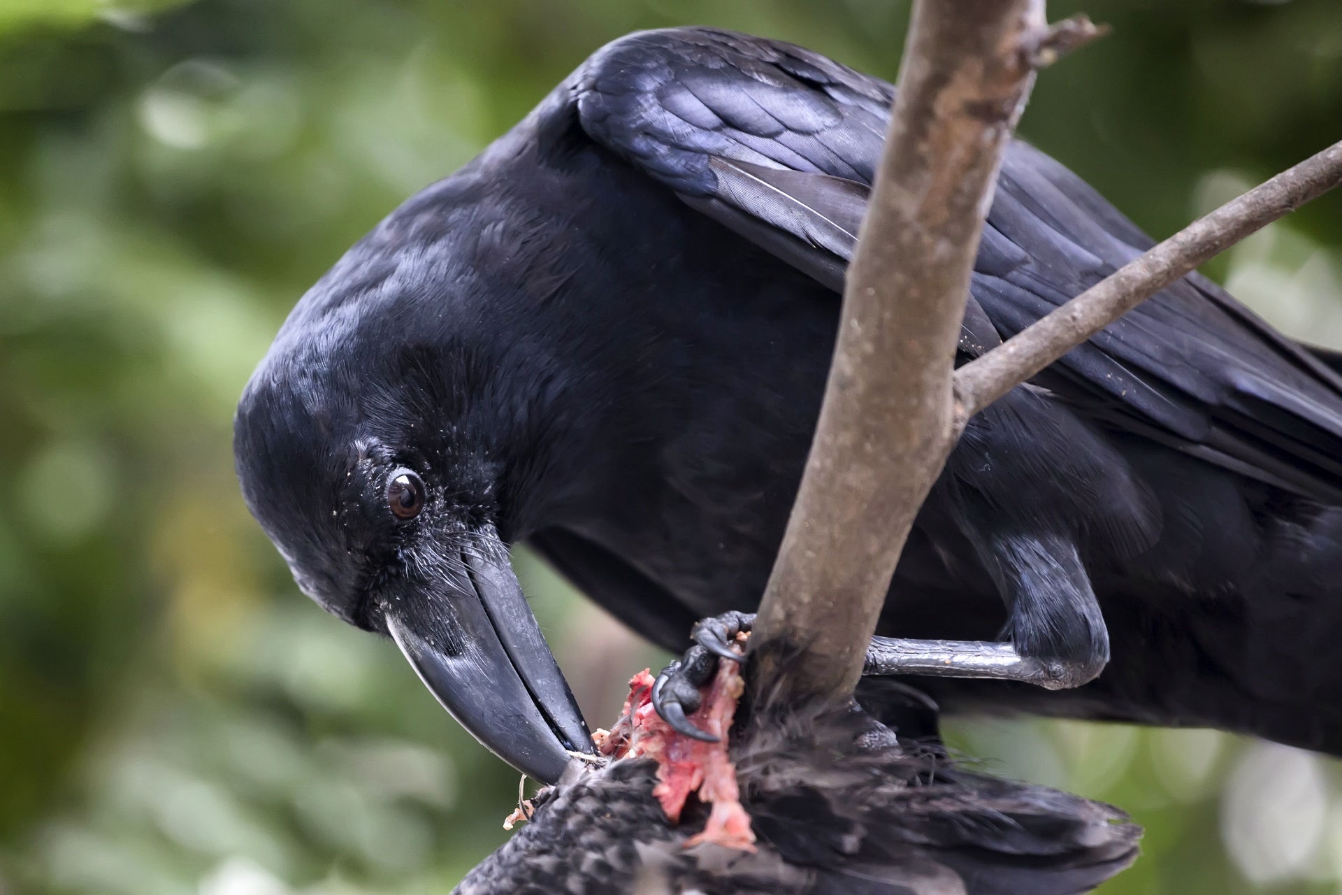 Hinterland Whos Who, Common raven, Bird, Nature, 1920x1280 HD Desktop