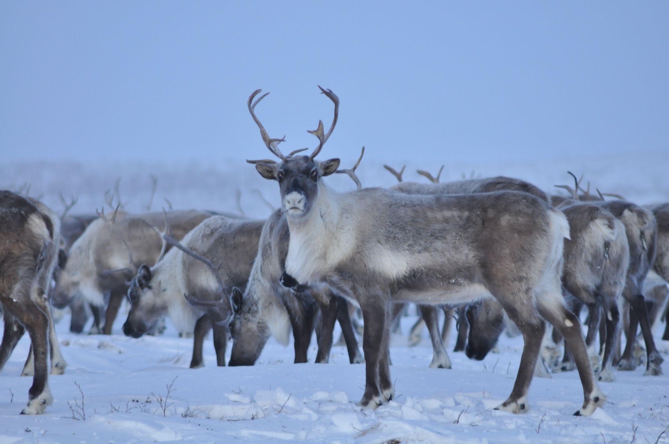 Caribou wallpaper, John Anderson, Artistic depiction, Digital artwork, 2150x1430 HD Desktop
