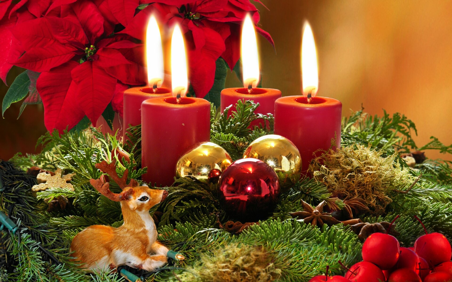 Christmas, Poinsettia Wallpaper, 1920x1200 HD Desktop