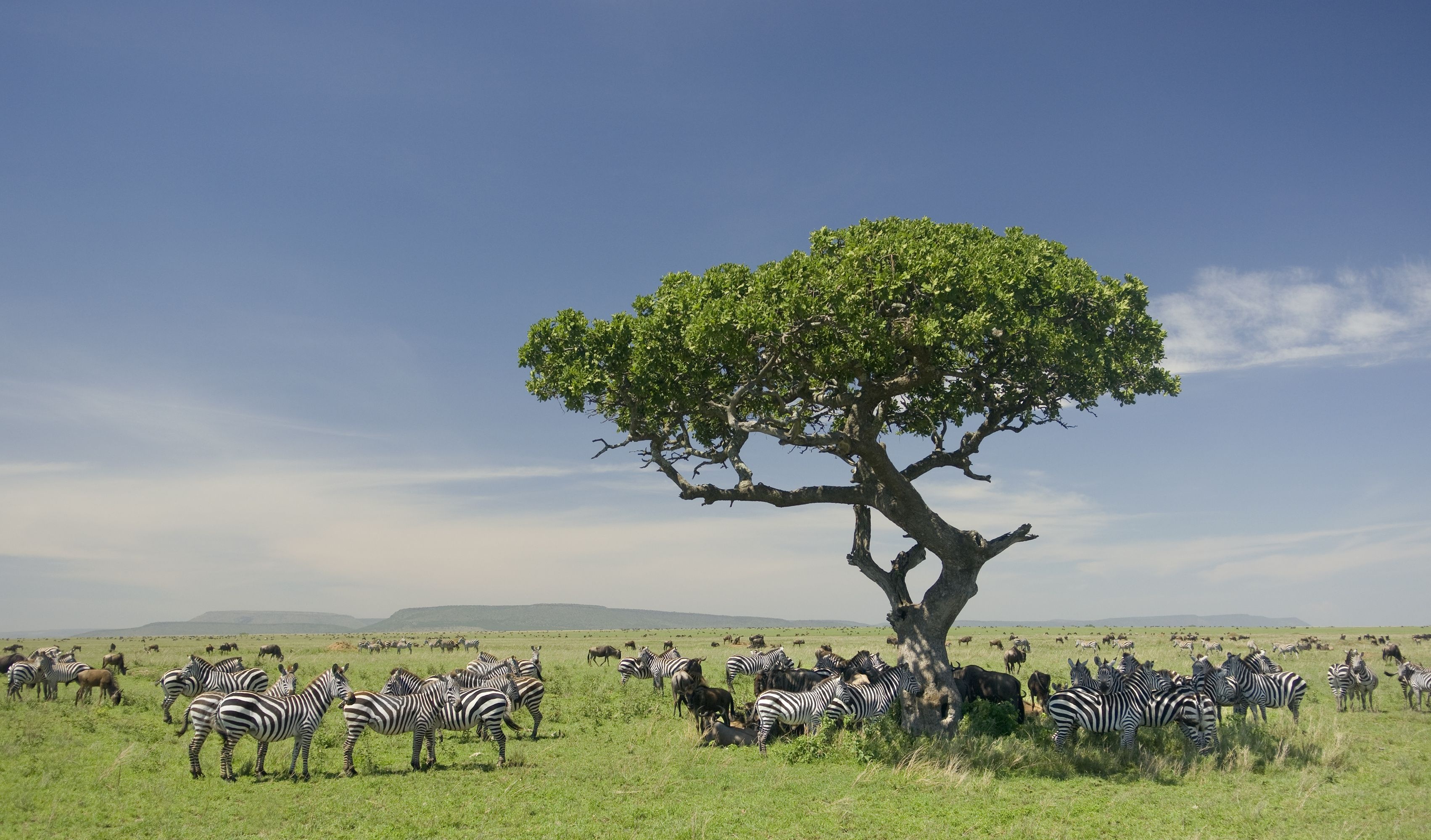 Zebra, Discover World, Smithsonian Travel, National Parks, 3410x2000 HD Desktop