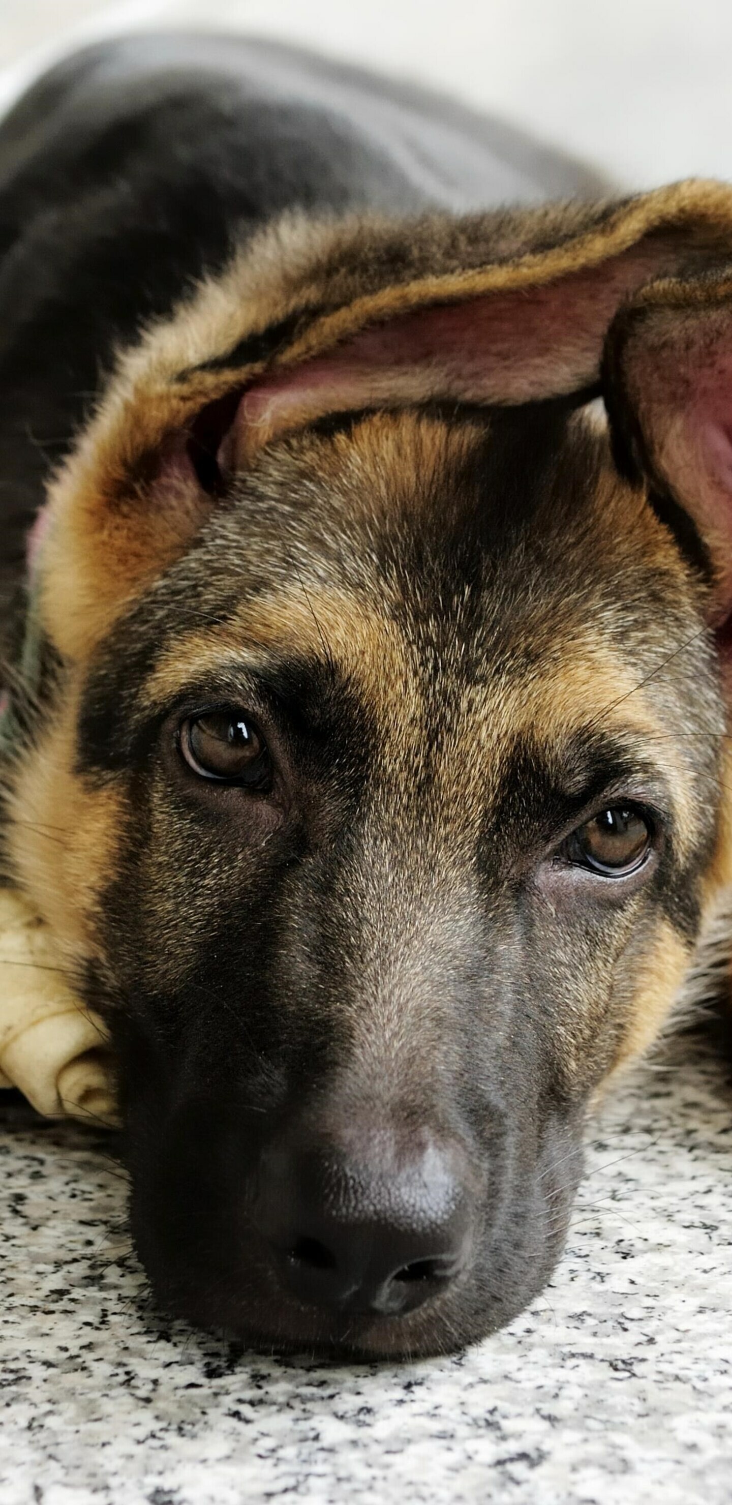 German Shepherd, Samsung galaxy note, Expert, 1440x2960 HD Phone