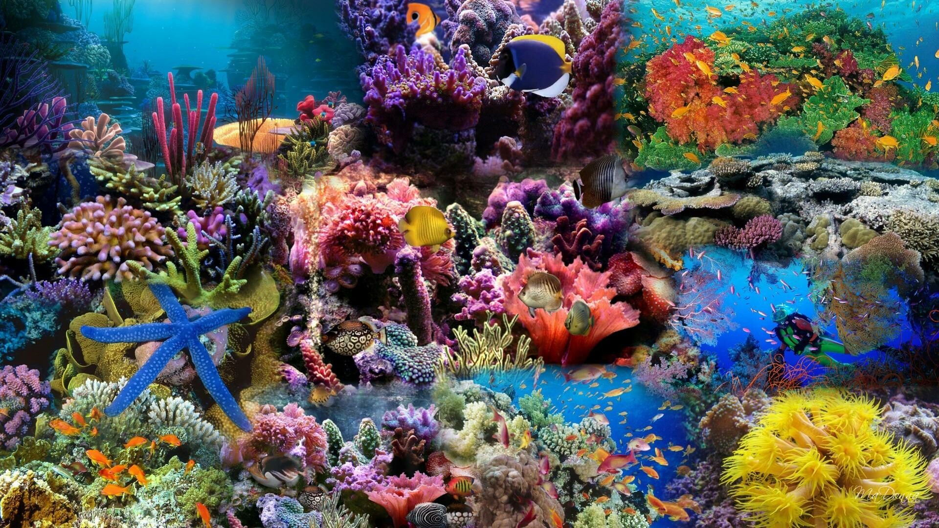 Coral reef wallpaper, Underwater paradise, Diverse marine life, Vibrant coral ecosystems, 1920x1080 Full HD Desktop