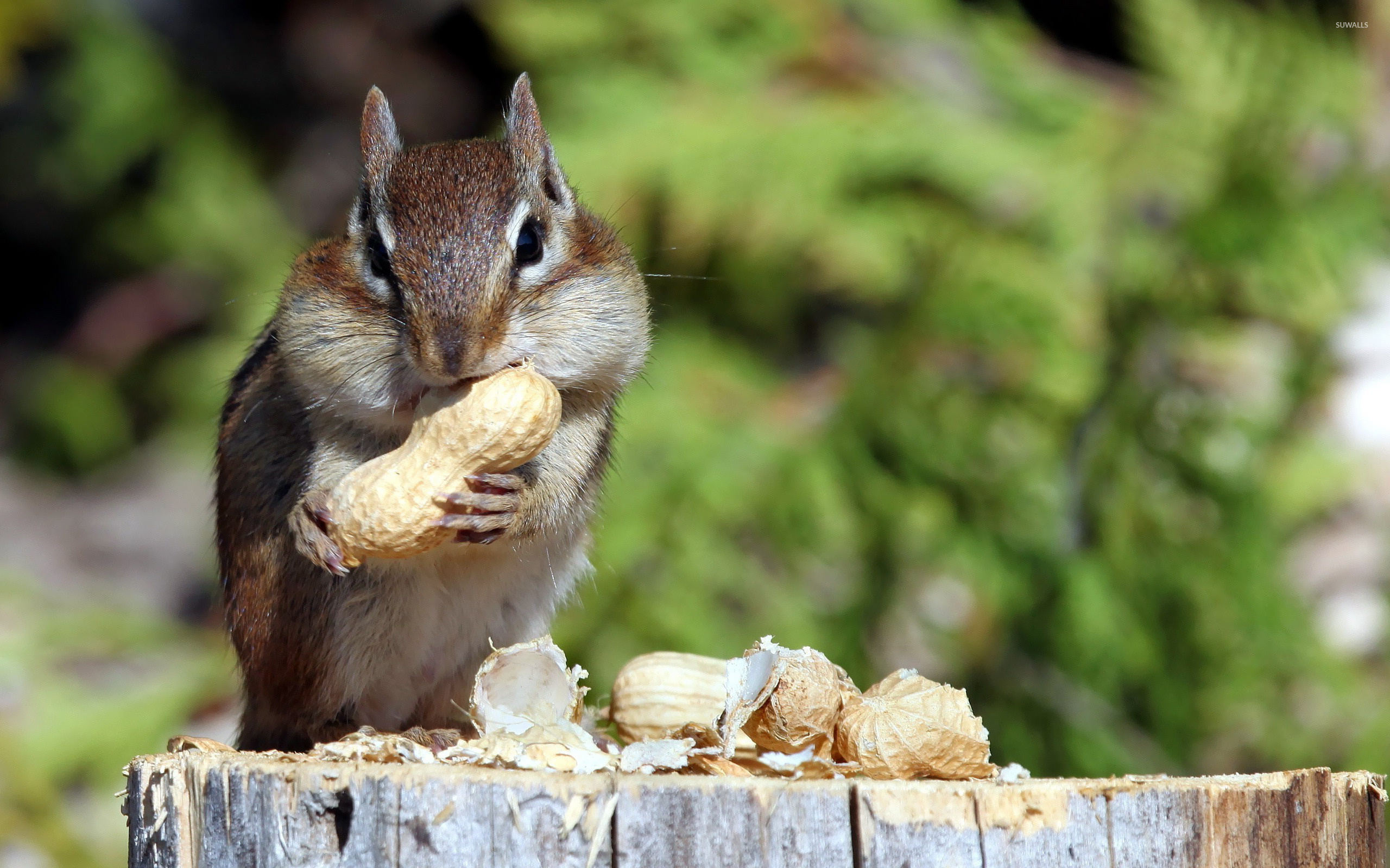 Chipmunk, Nut-lover, HD wallpaper, Nature's marvel, 2560x1600 HD Desktop