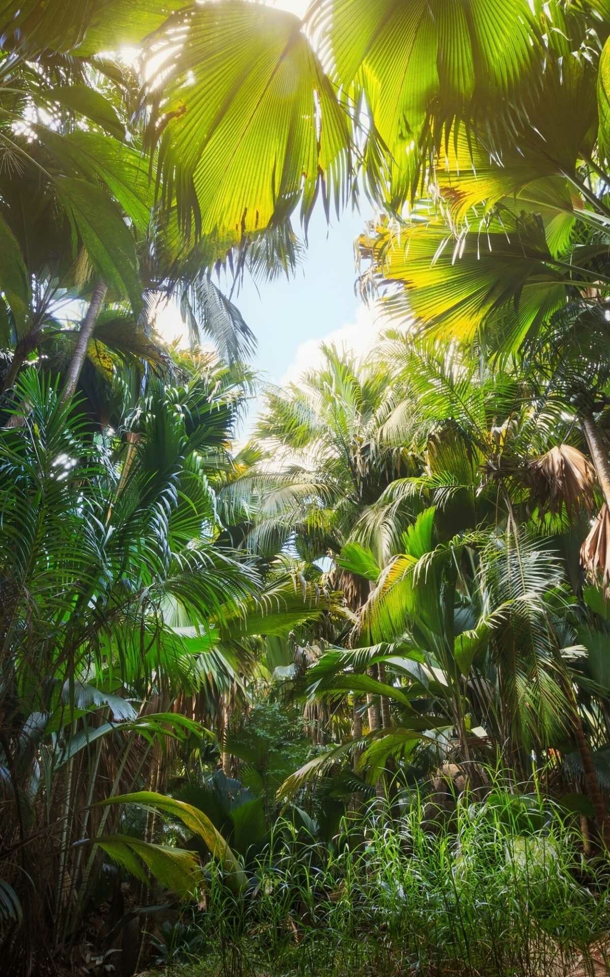 HD jungle beauty, Rich greenery, Nature's tranquility, Leafy wonders, 1200x1920 HD Phone