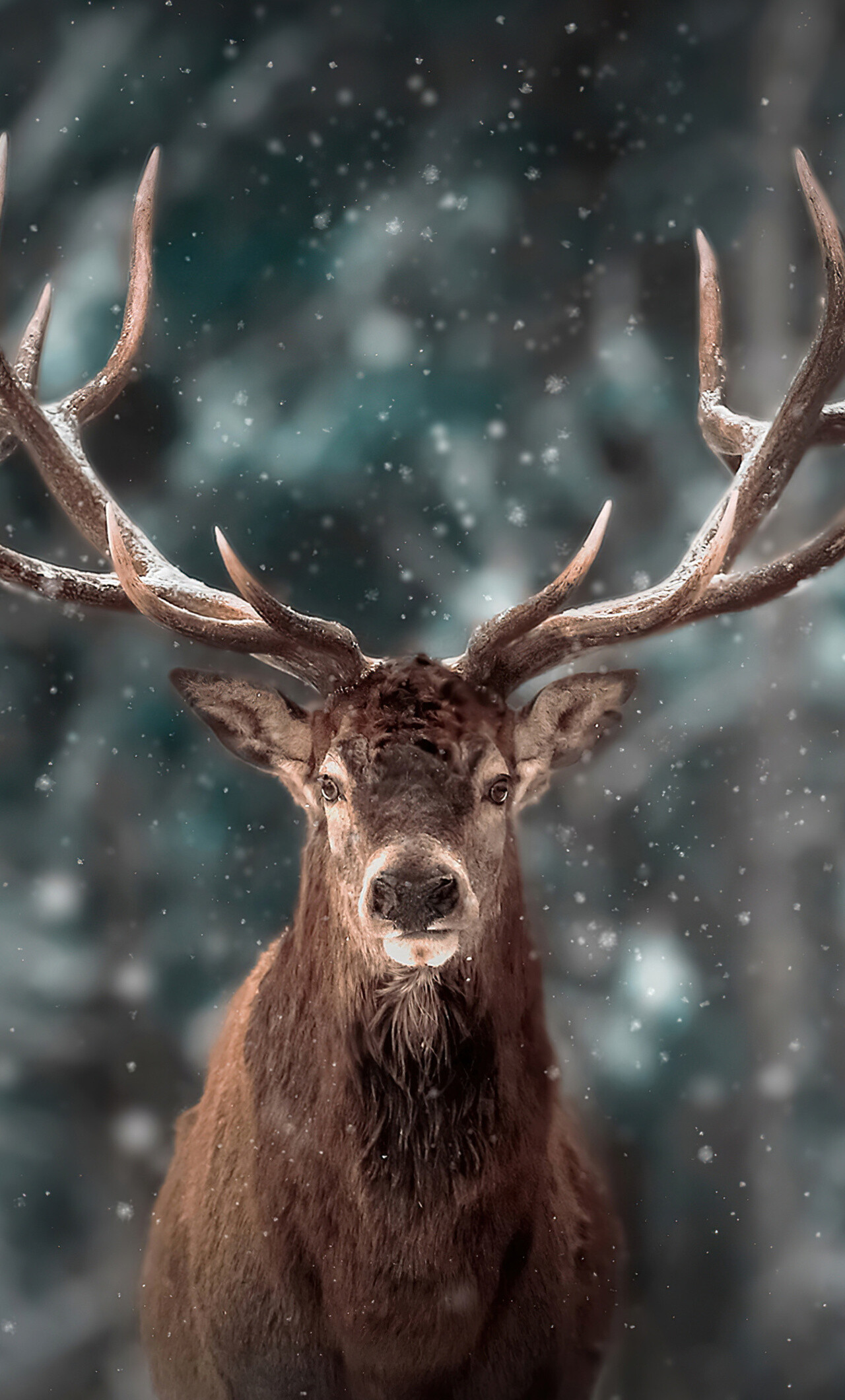 Snowy reindeer scene, Breathtaking beauty, Winter wonderland, Cold enchantment, 1280x2120 HD Phone