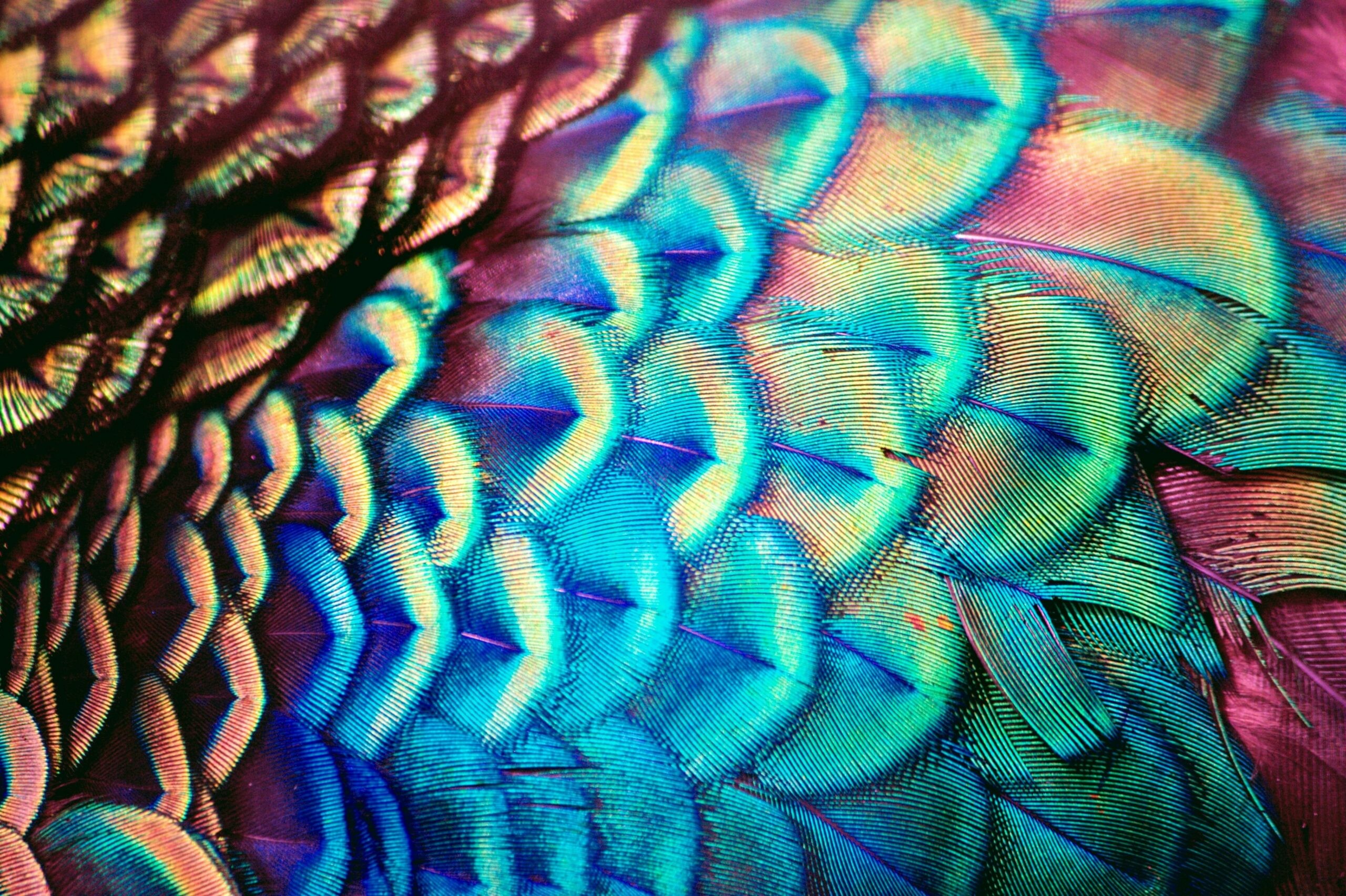 Close-up, Peacocks Wallpaper, 2560x1710 HD Desktop