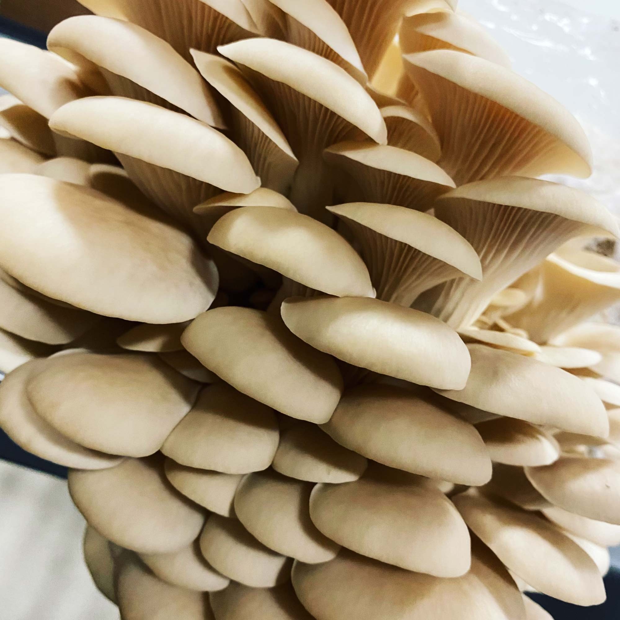 Oyster mushrooms, Gourmet delicacies, Edible fungi, Culinary creations, 2000x2000 HD Phone